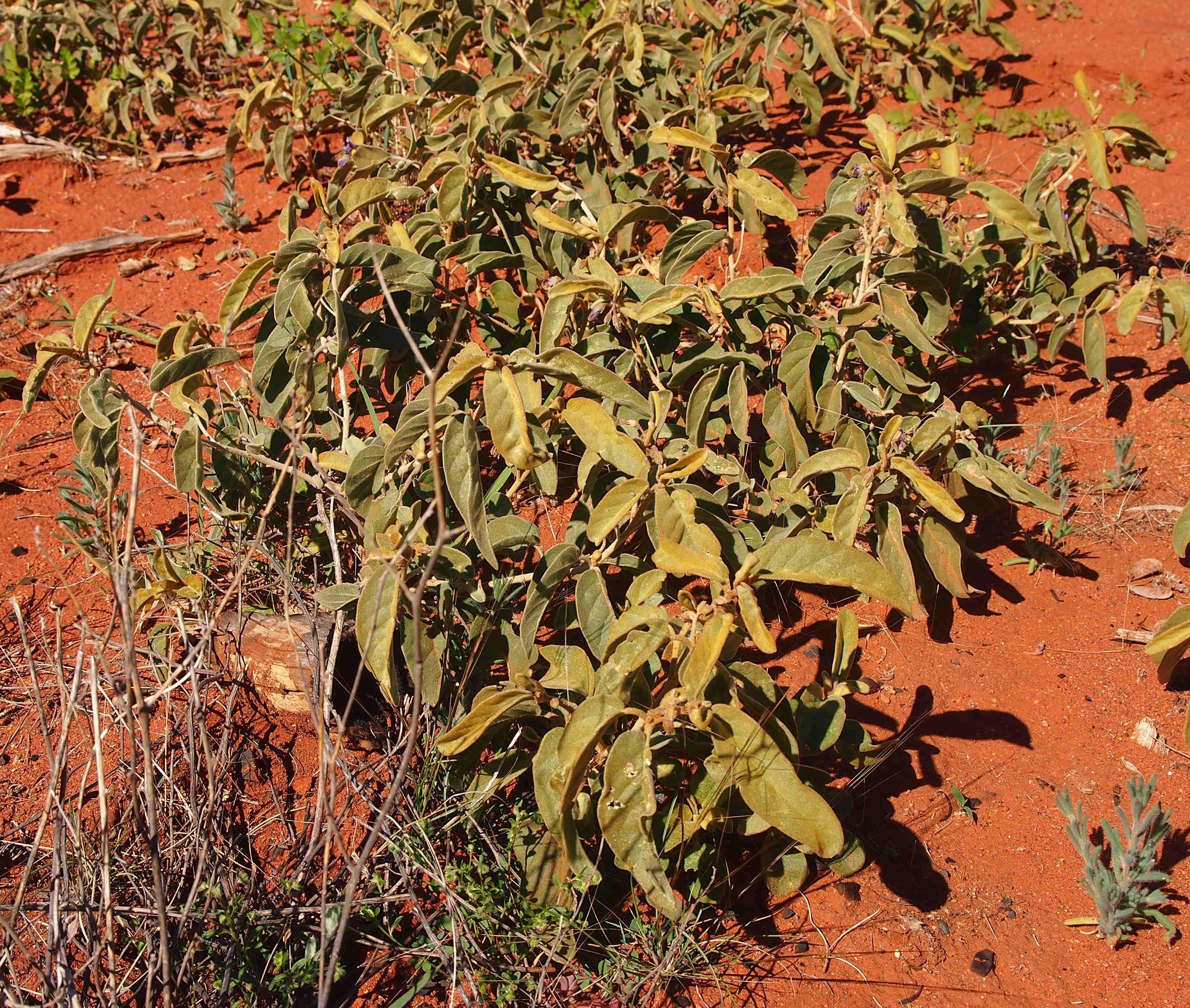 Bush tomato / desert raisin - CAT-00115-C-Solanum-centrale.jpg