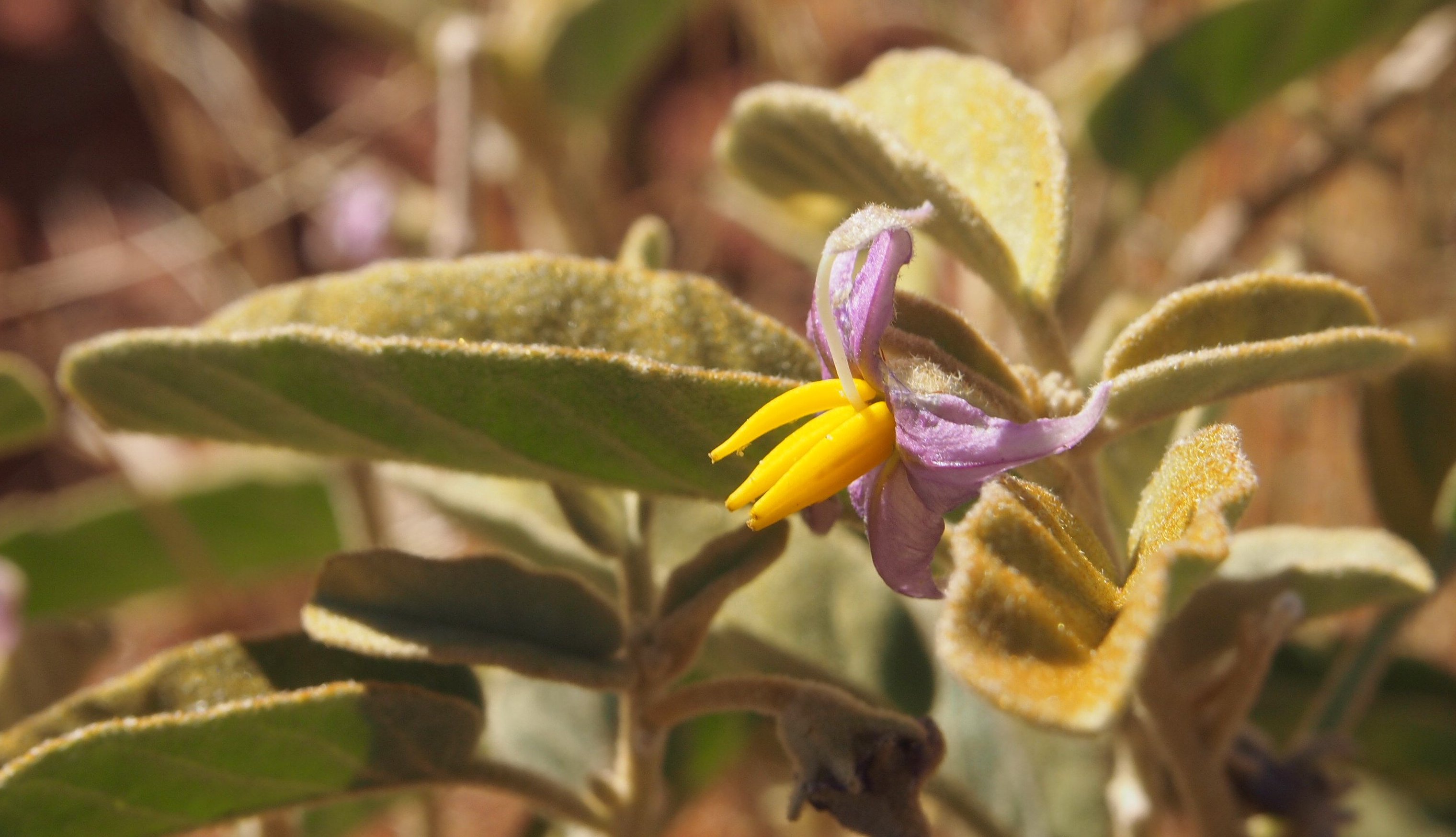 Bush tomato / desert raisin - CAT-00115-F-Solanum-centrale.jpg