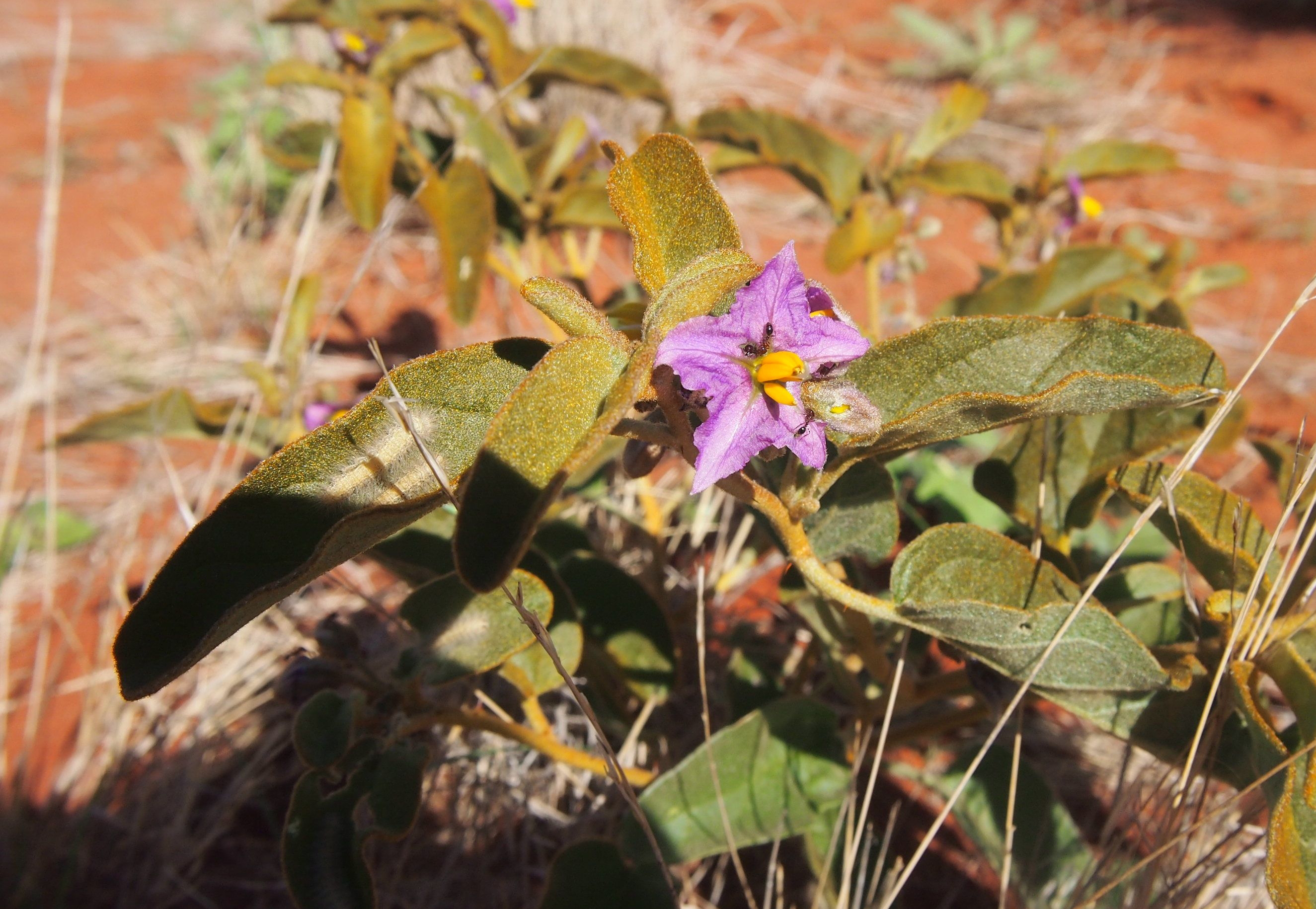 Bush tomato / desert raisin - CAT-00115-Solanum-centrale-05.jpg