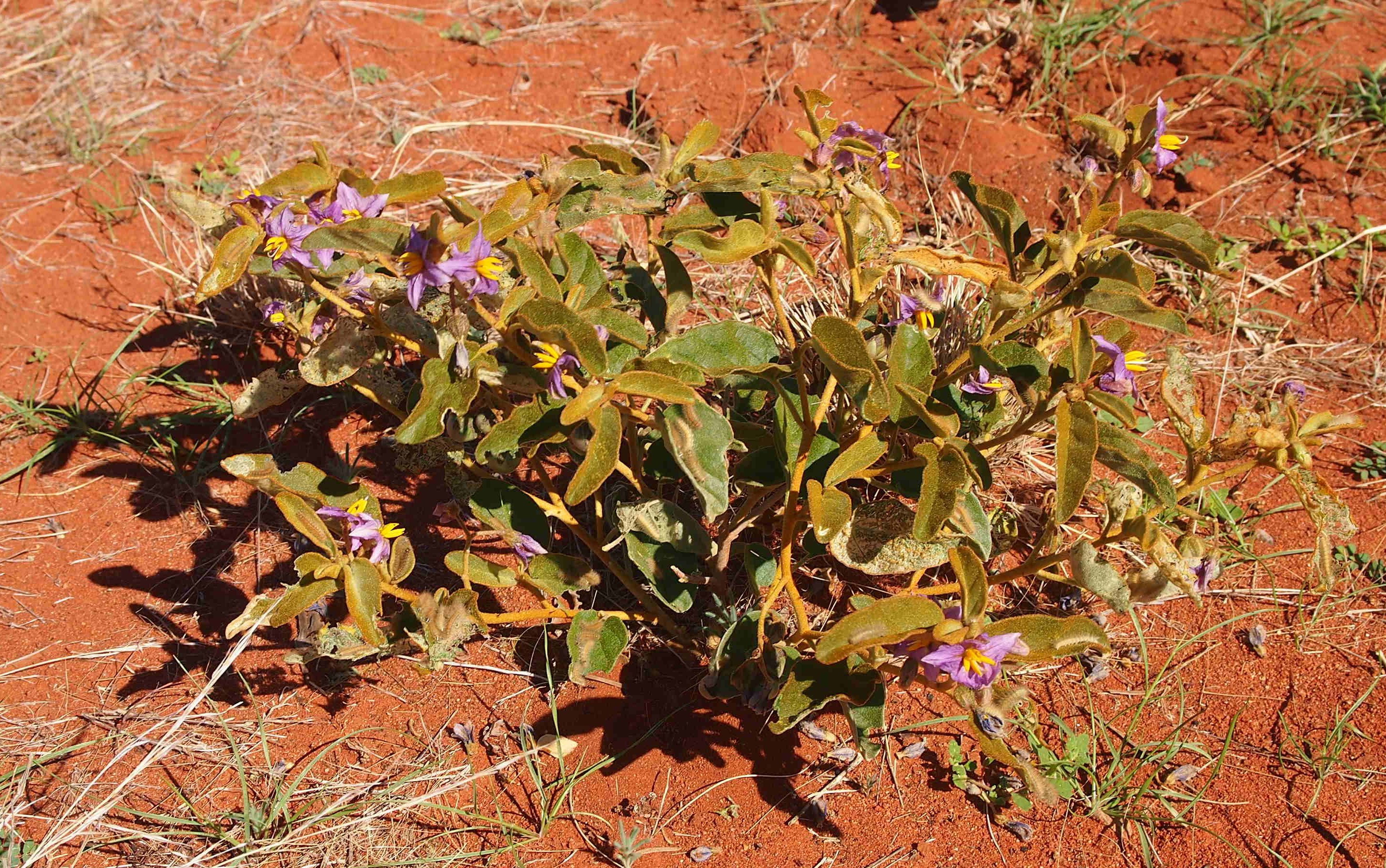 Bush tomato / desert raisin - CAT-00115-Solanum-centrale-06.jpg