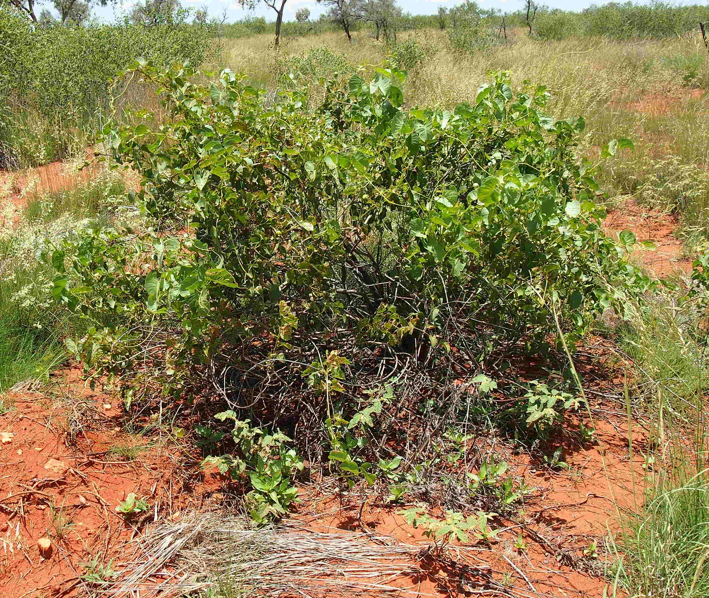 Bush potato main photo