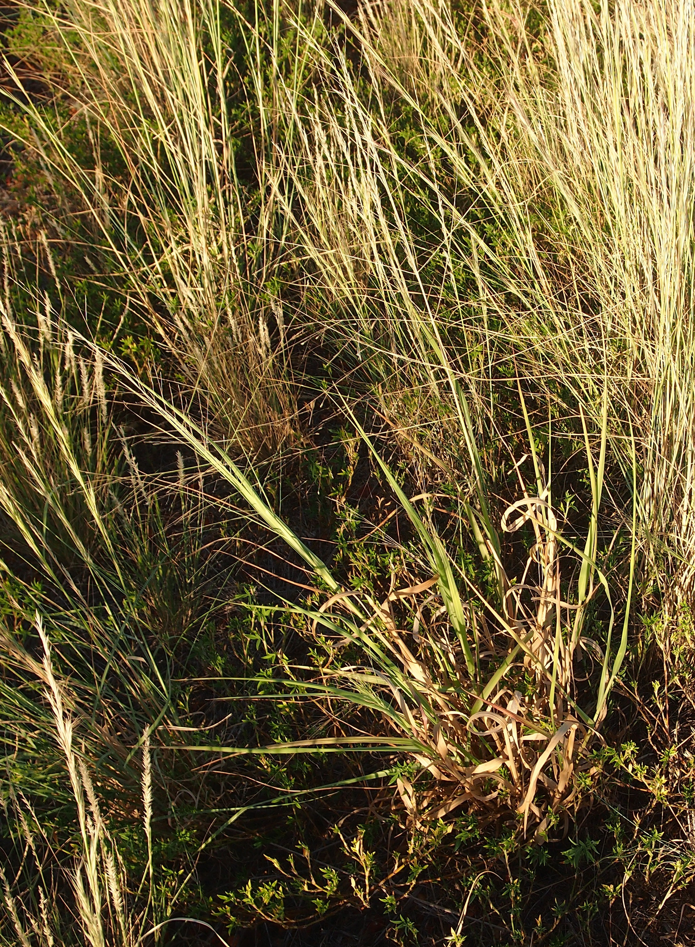 Native millet main photo