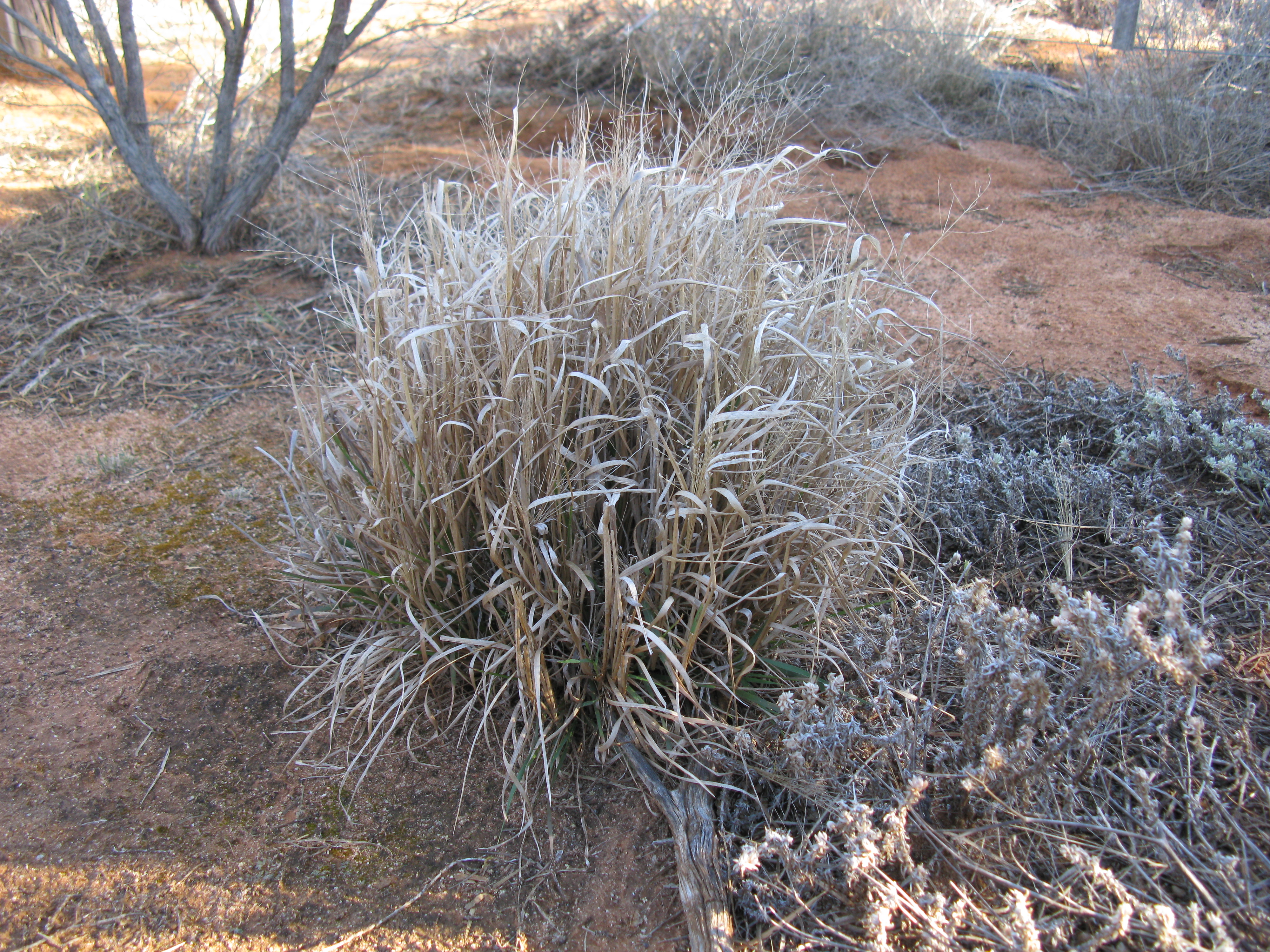 Native millet - CAT-00119-B-Panicum-decompositum.jpg