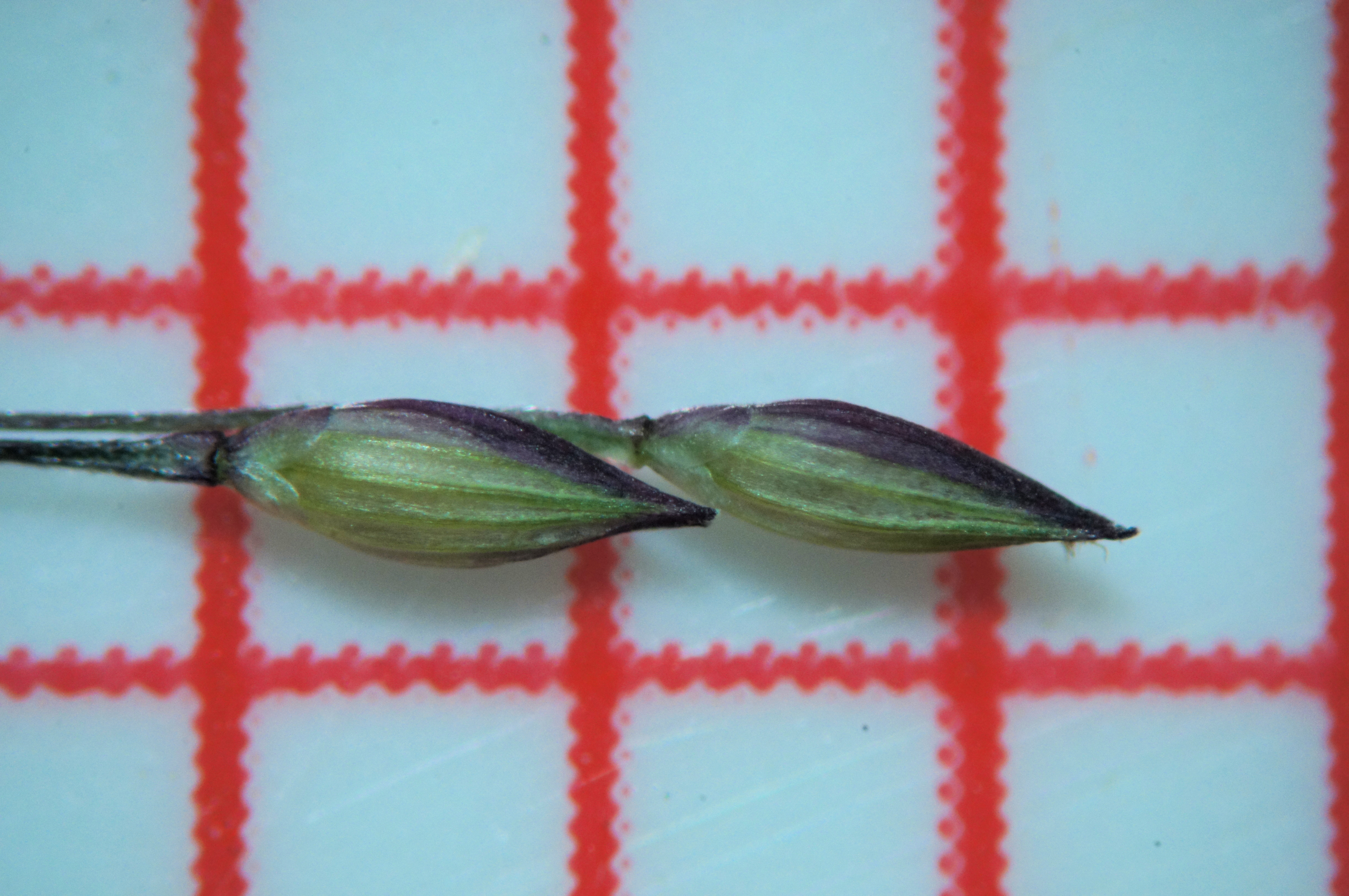 Native millet - CAT-00119-C-Panicum-decompositum.jpg