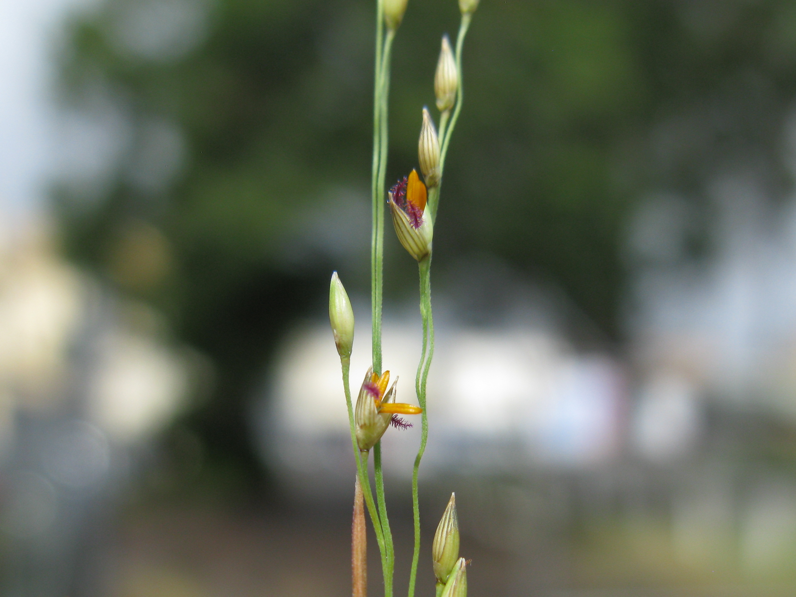 Native millet - CAT-00119-F-Panicum-decompositum.jpg