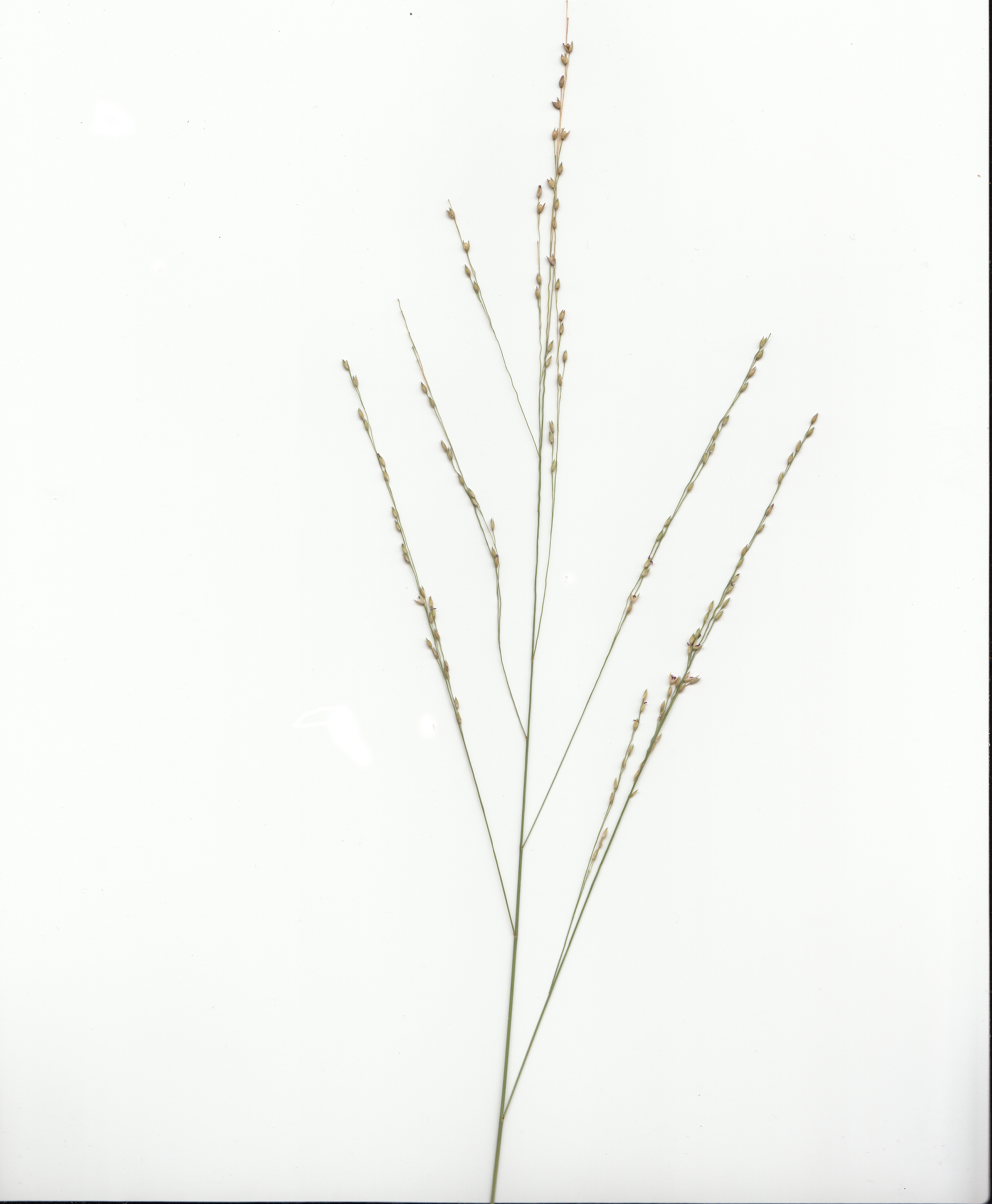Native millet - CAT-00119-Panicum-decompositum-05.jpg