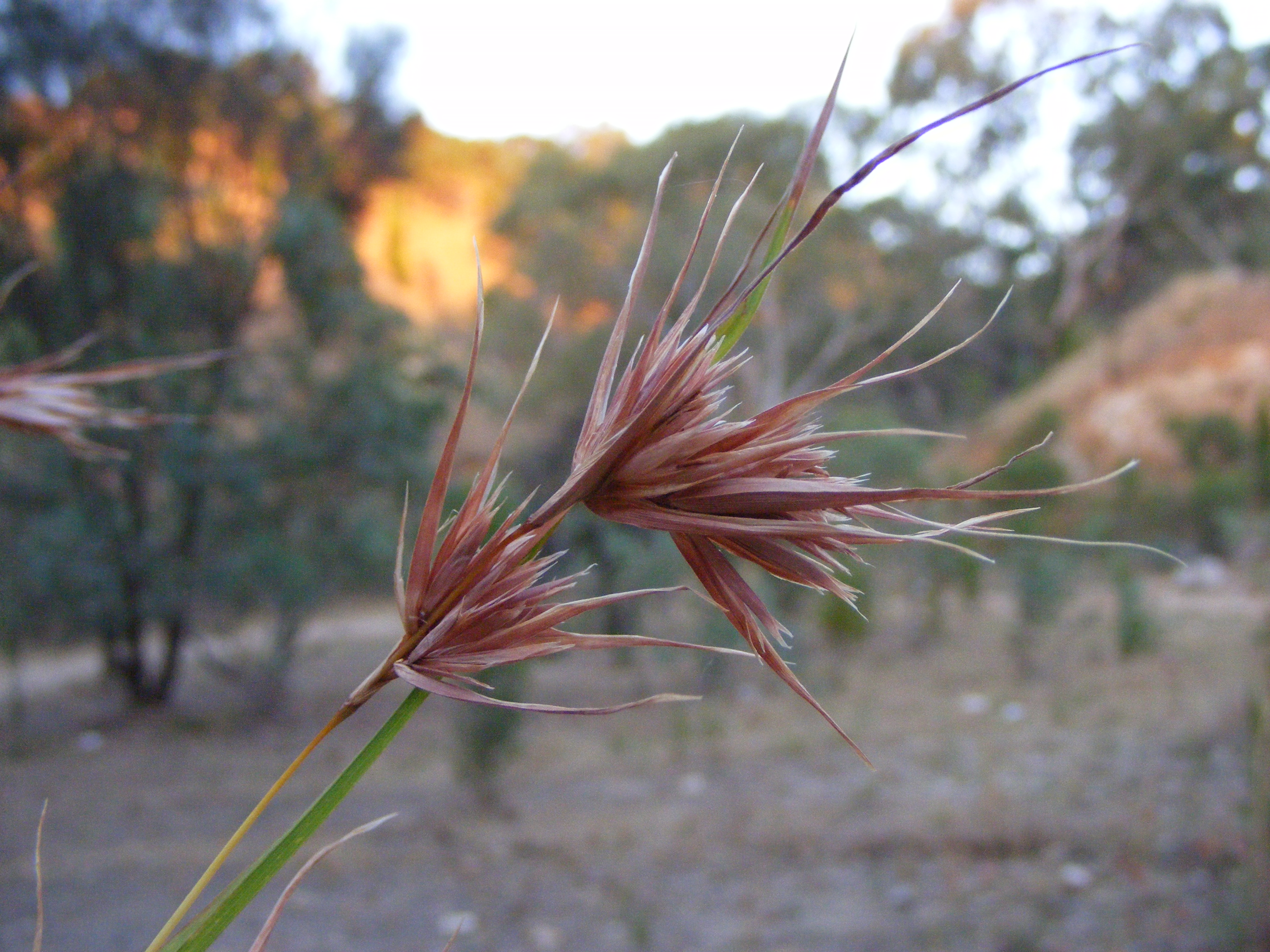 Kangaroo grass main photo