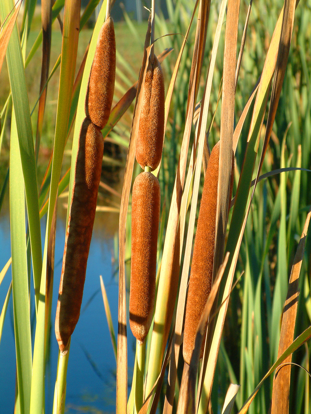 Bulrush main photo