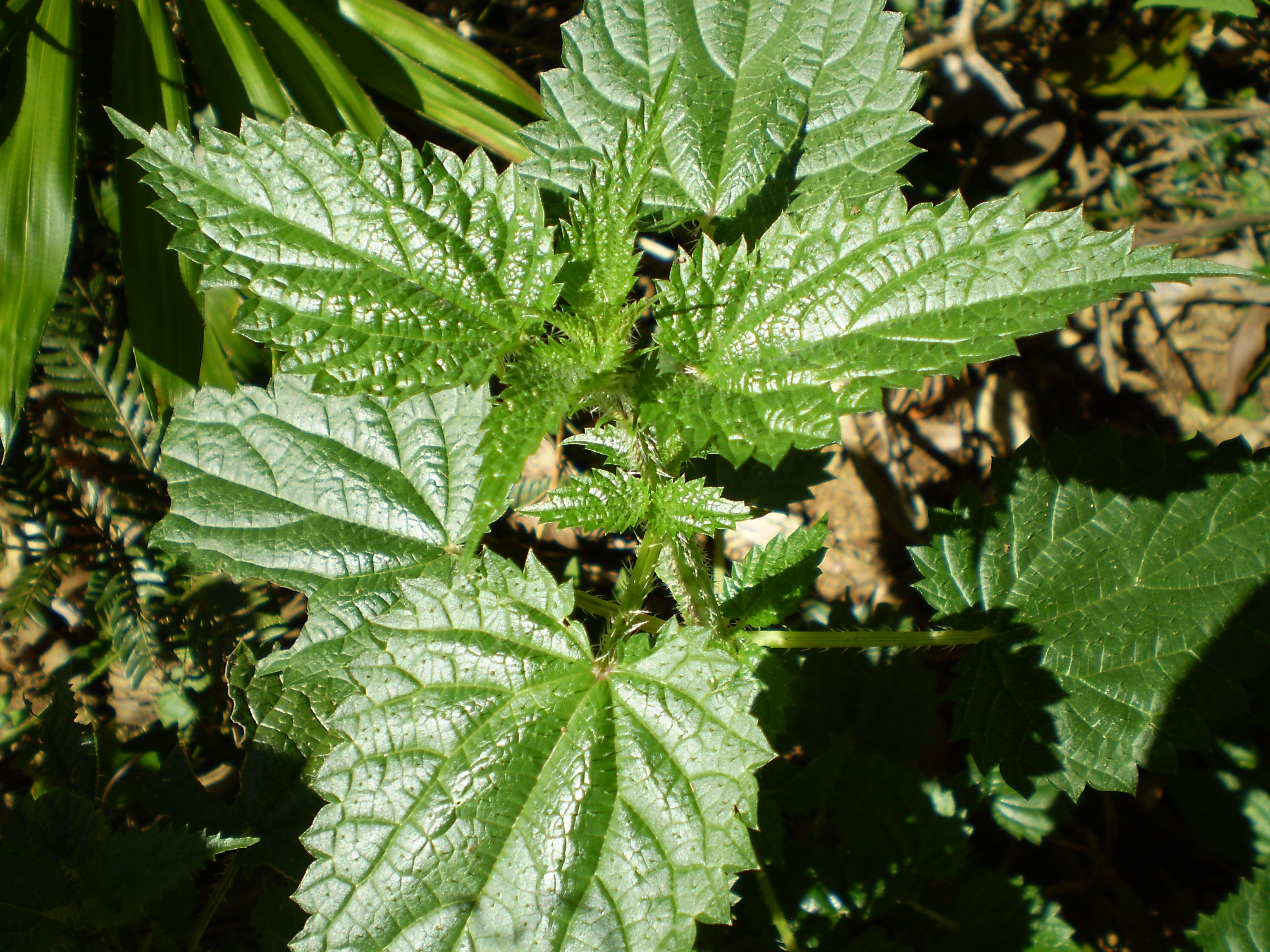 Scrub nettle main photo