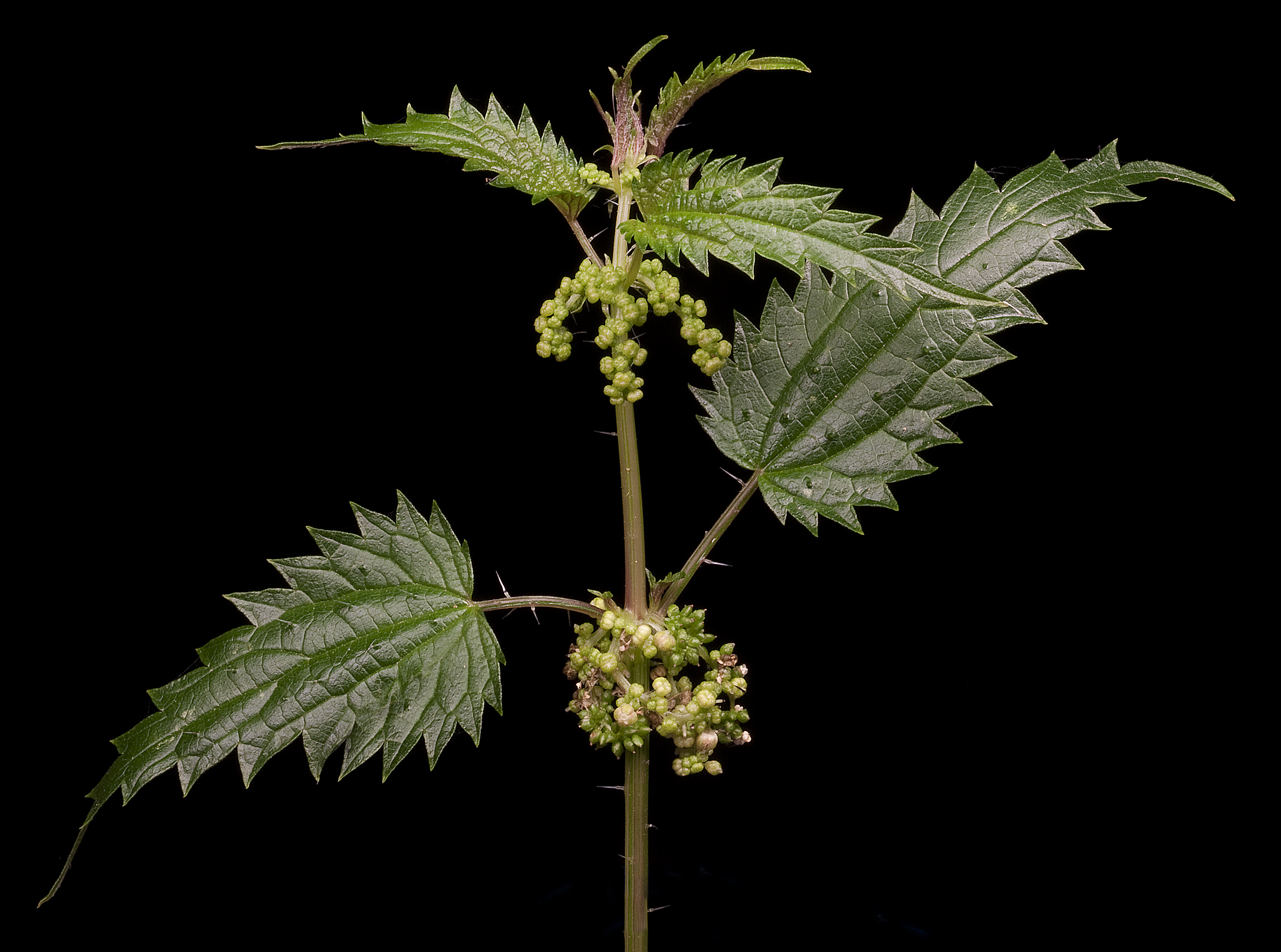 Scrub nettle - CAT-00125-B-Urtica-incisa.jpg