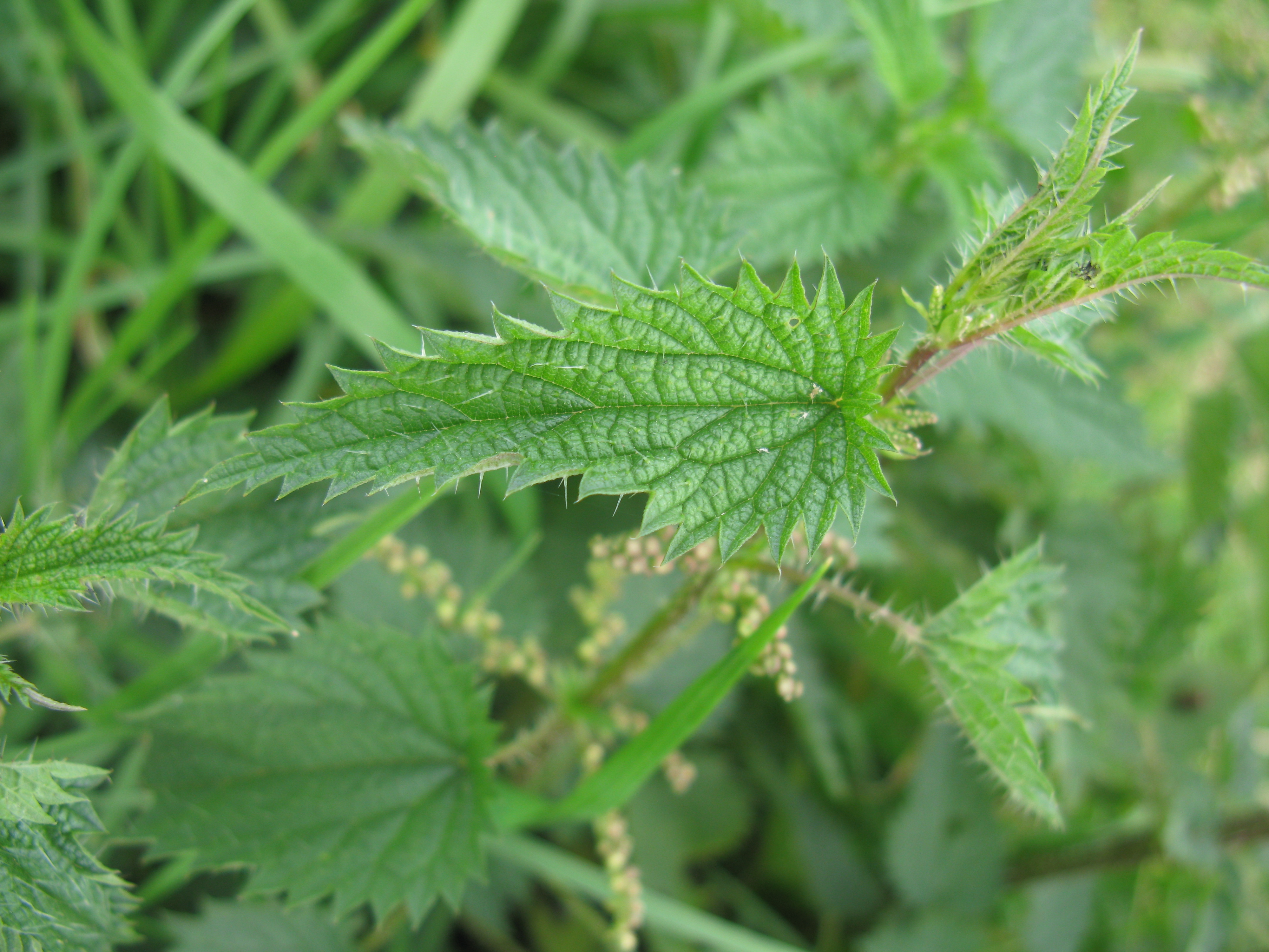 Scrub nettle - CAT-00125-C-Urtica-incisa.jpg