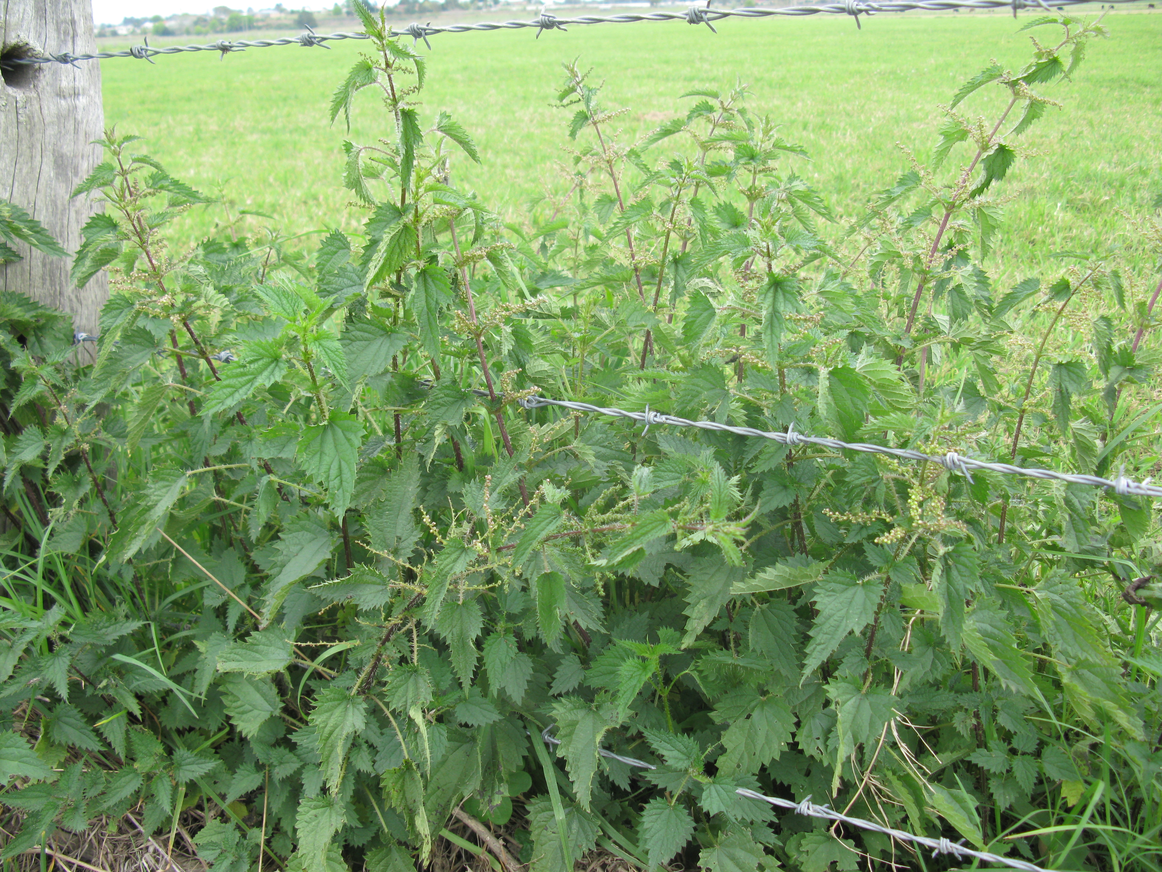 Scrub nettle - CAT-00125-F-Urtica-incisa.jpg