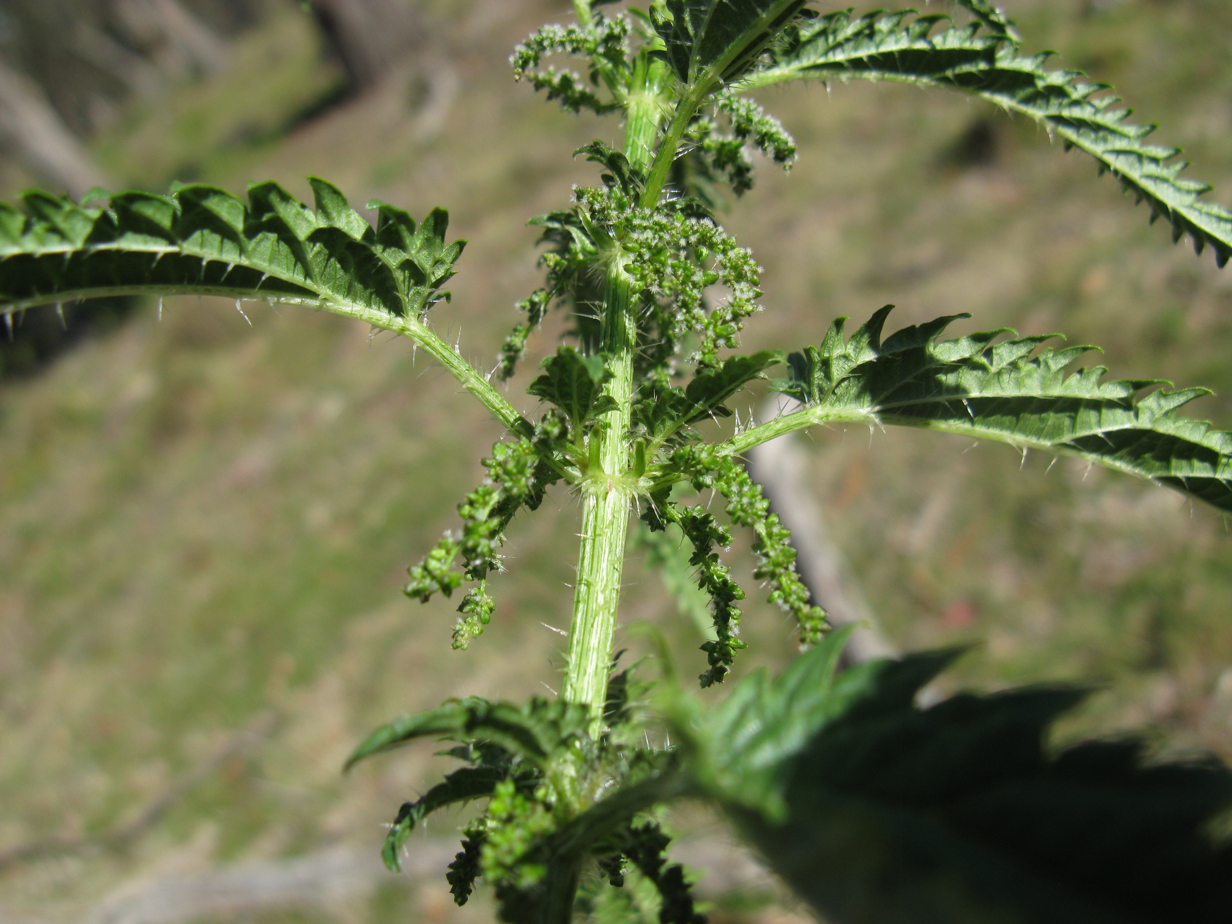 Scrub nettle - CAT-00125-Urtica-incisa-05.jpg
