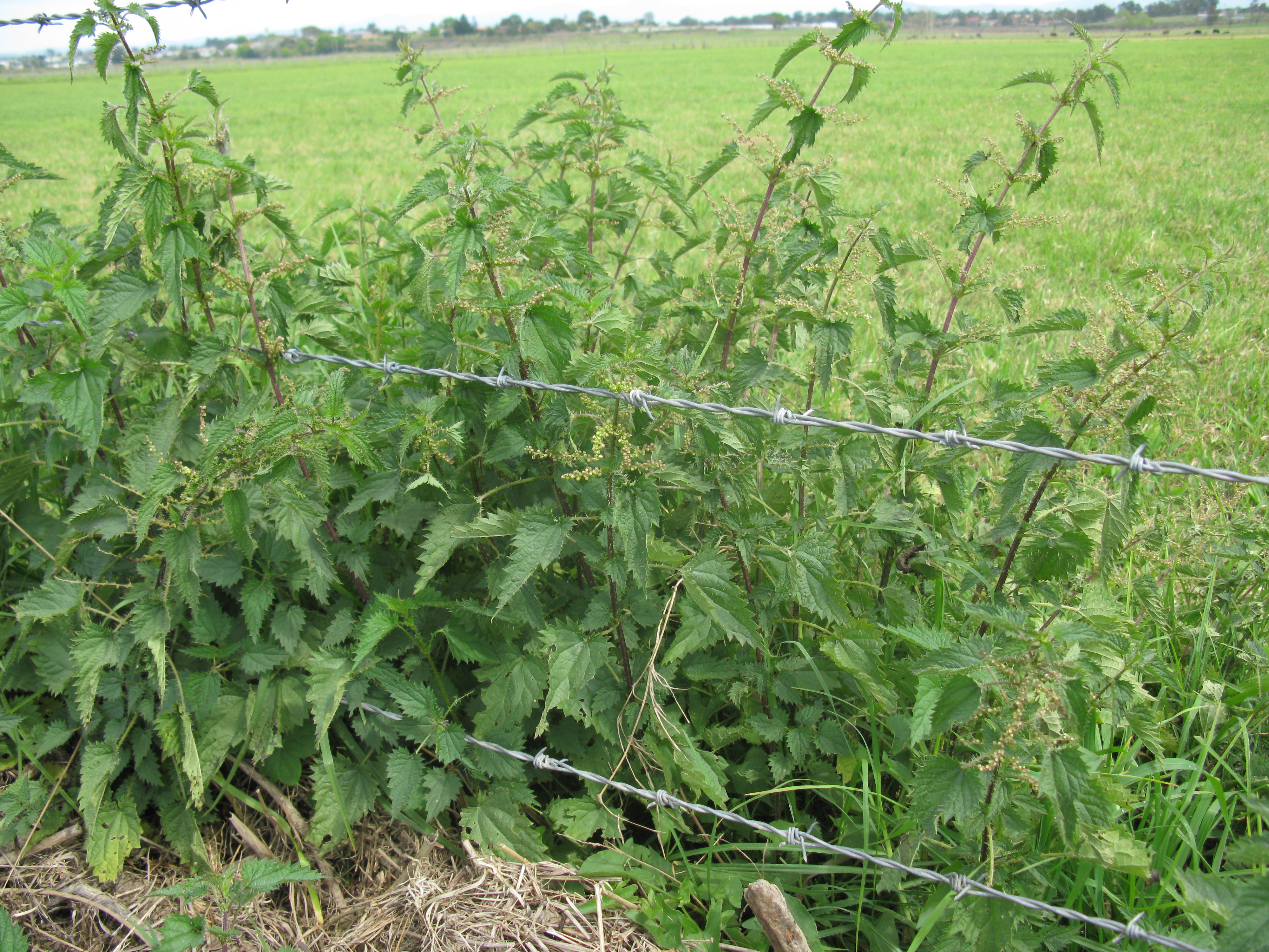 Scrub nettle - CAT-00125-Urtica-incisa-06.jpg