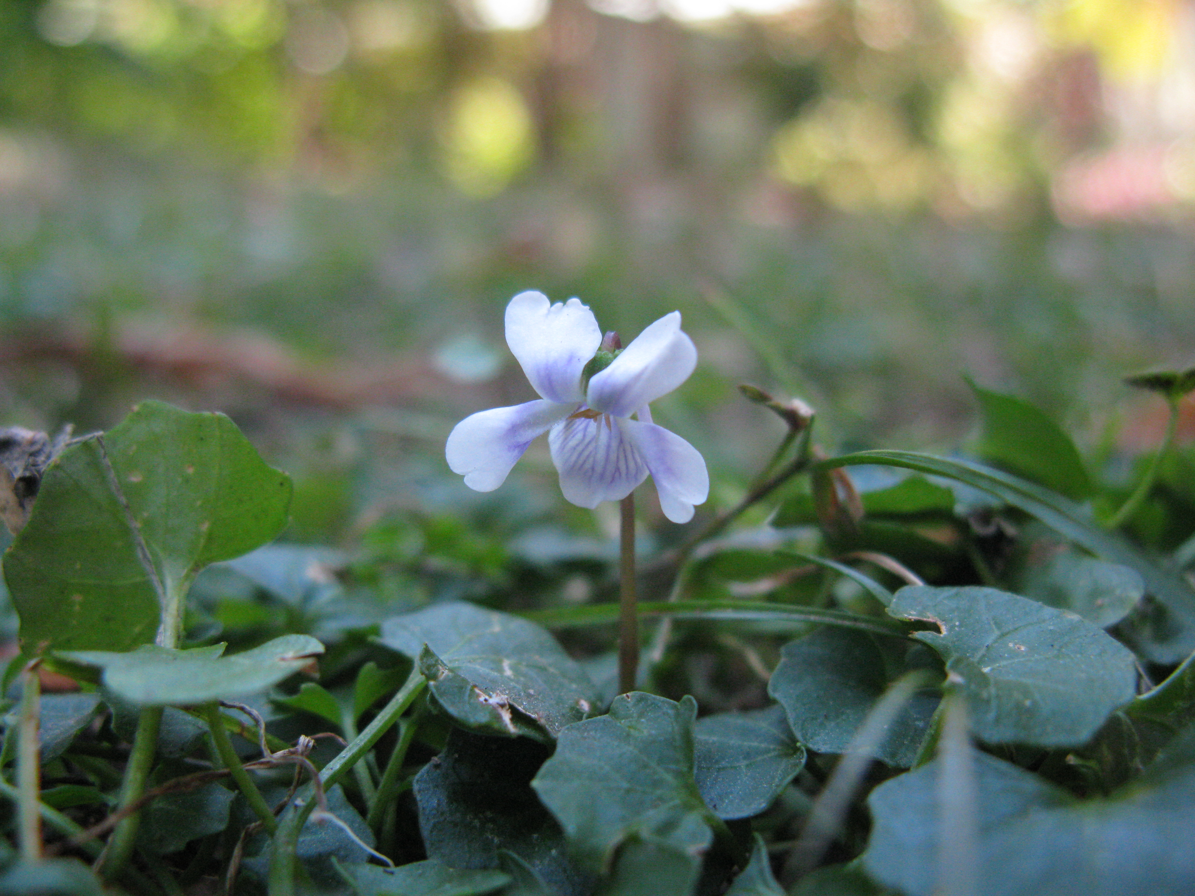 Native violet main photo