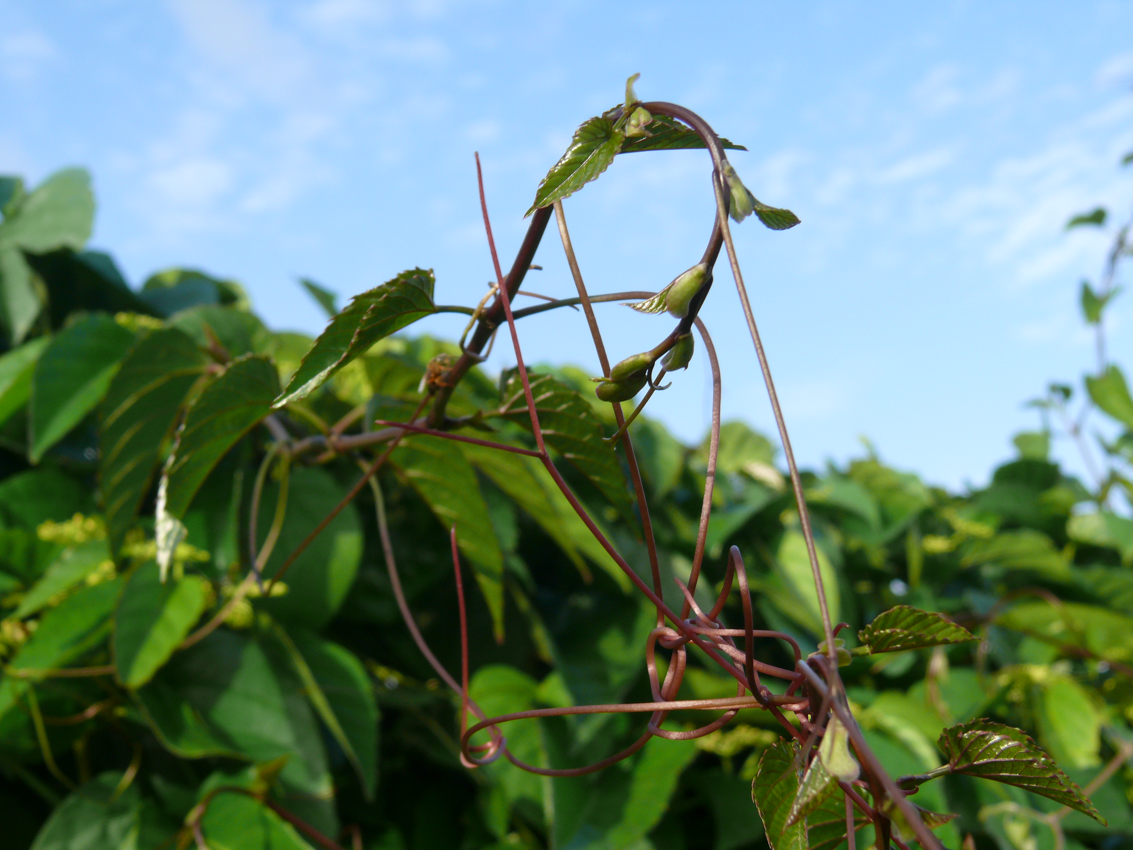 Native grape main photo