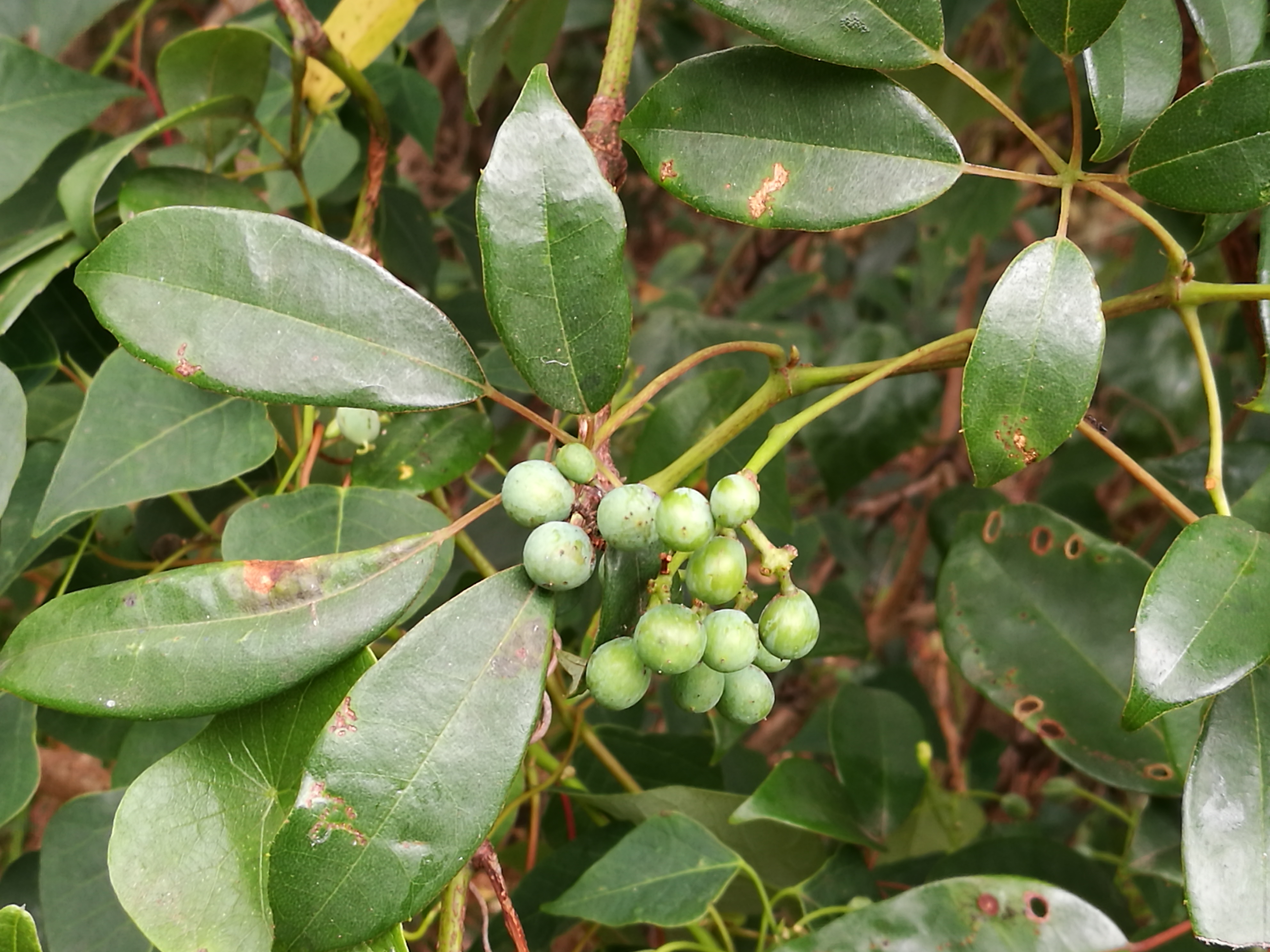 Water vine - CAT-00128-B-Cissus-hypoglauca.jpg