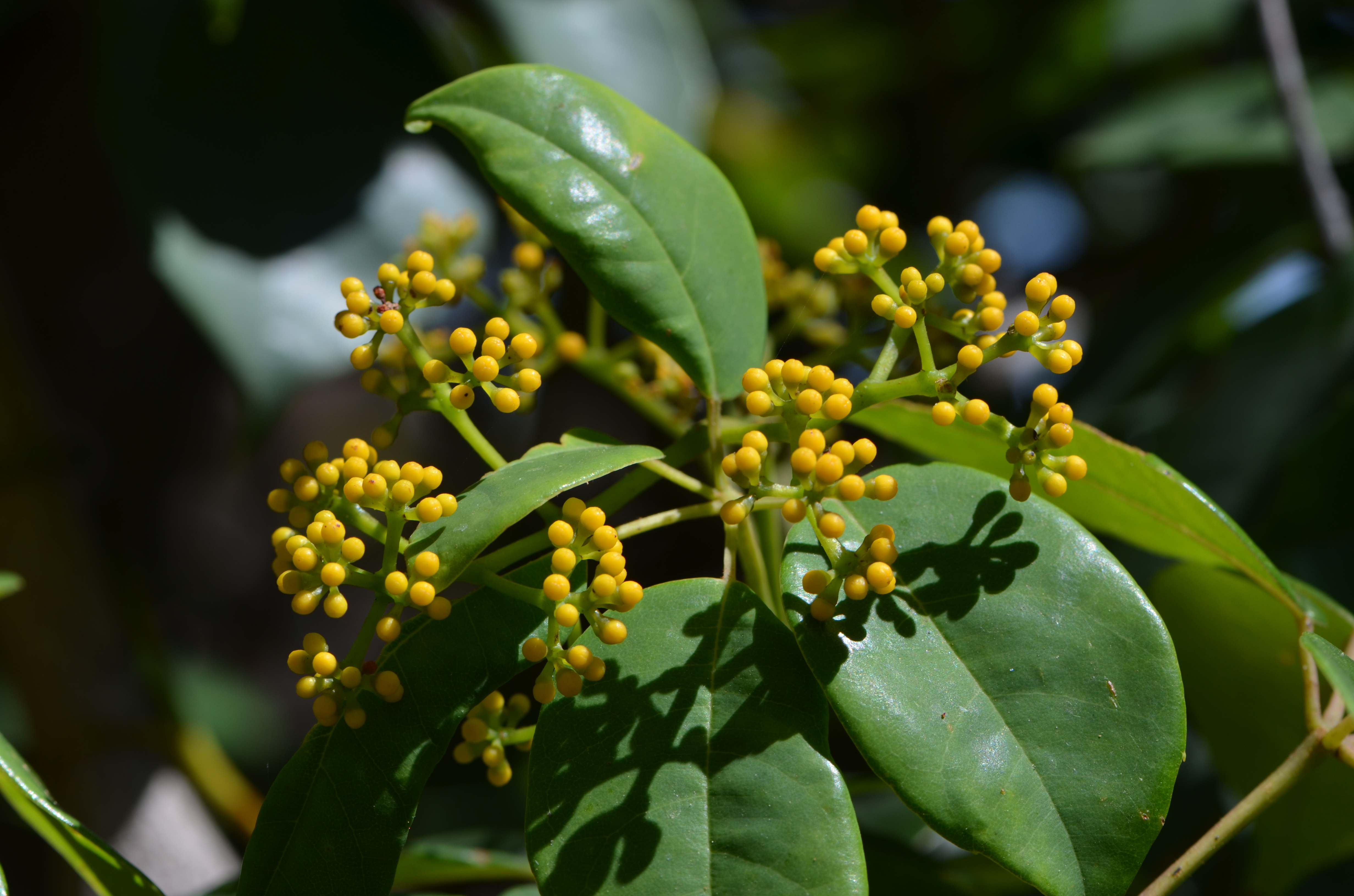 Water vine - CAT-00128-C-Cissus-hypoglauca.jpg