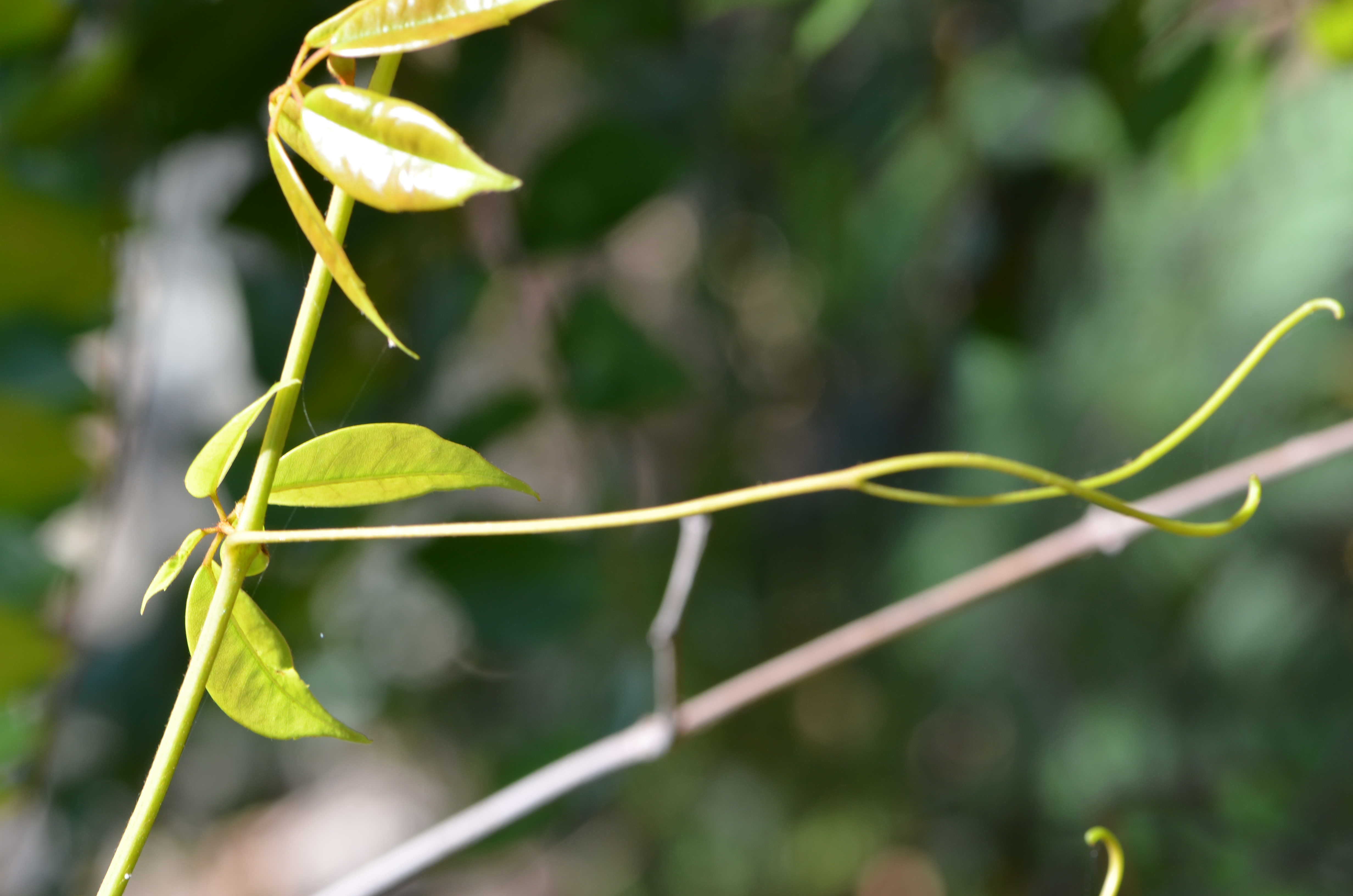 Water vine - CAT-00128-Cissus-hypoglauca-05.jpg