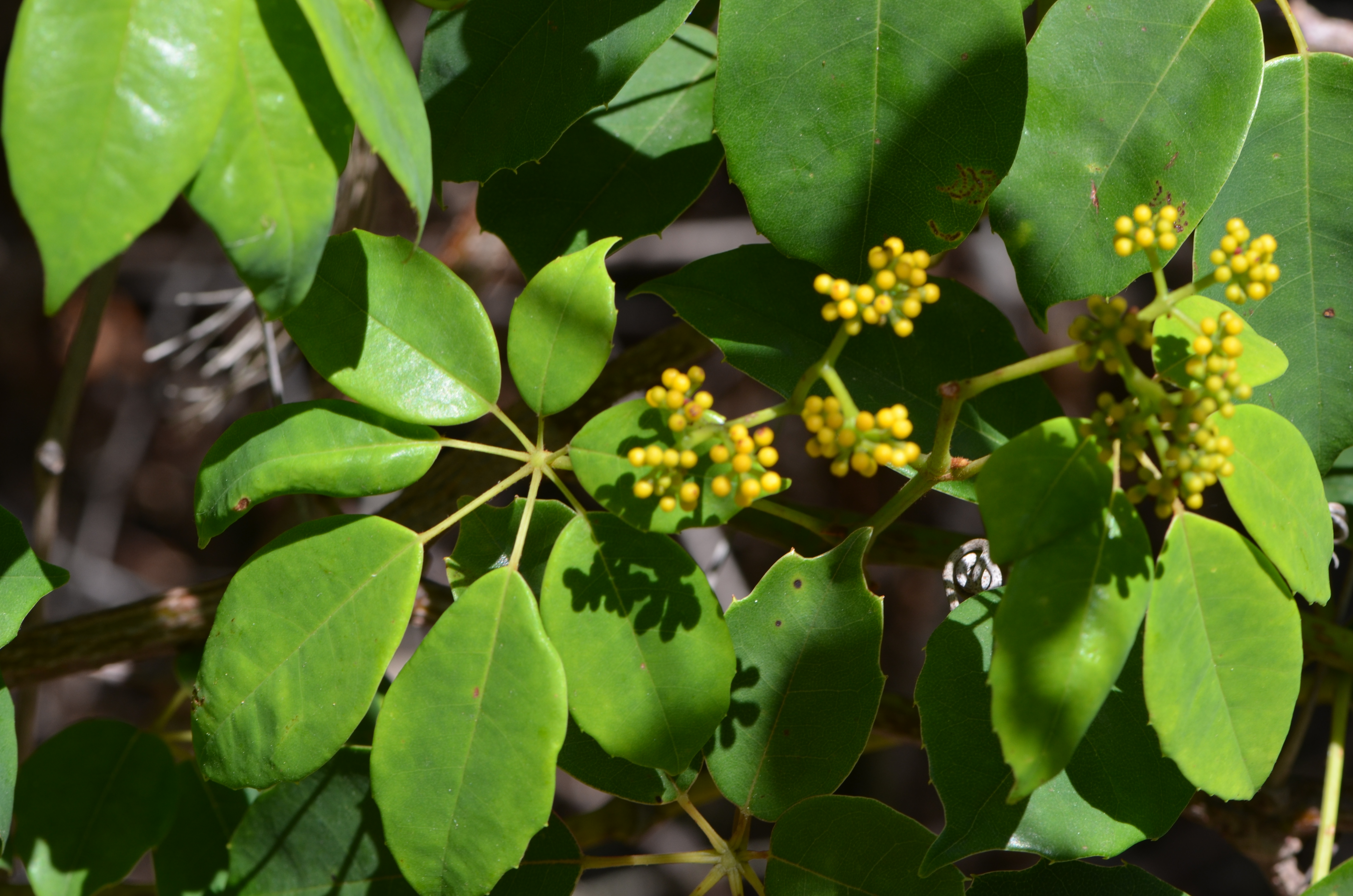 Water vine - CAT-00128-Cissus-hypoglauca-06.jpg