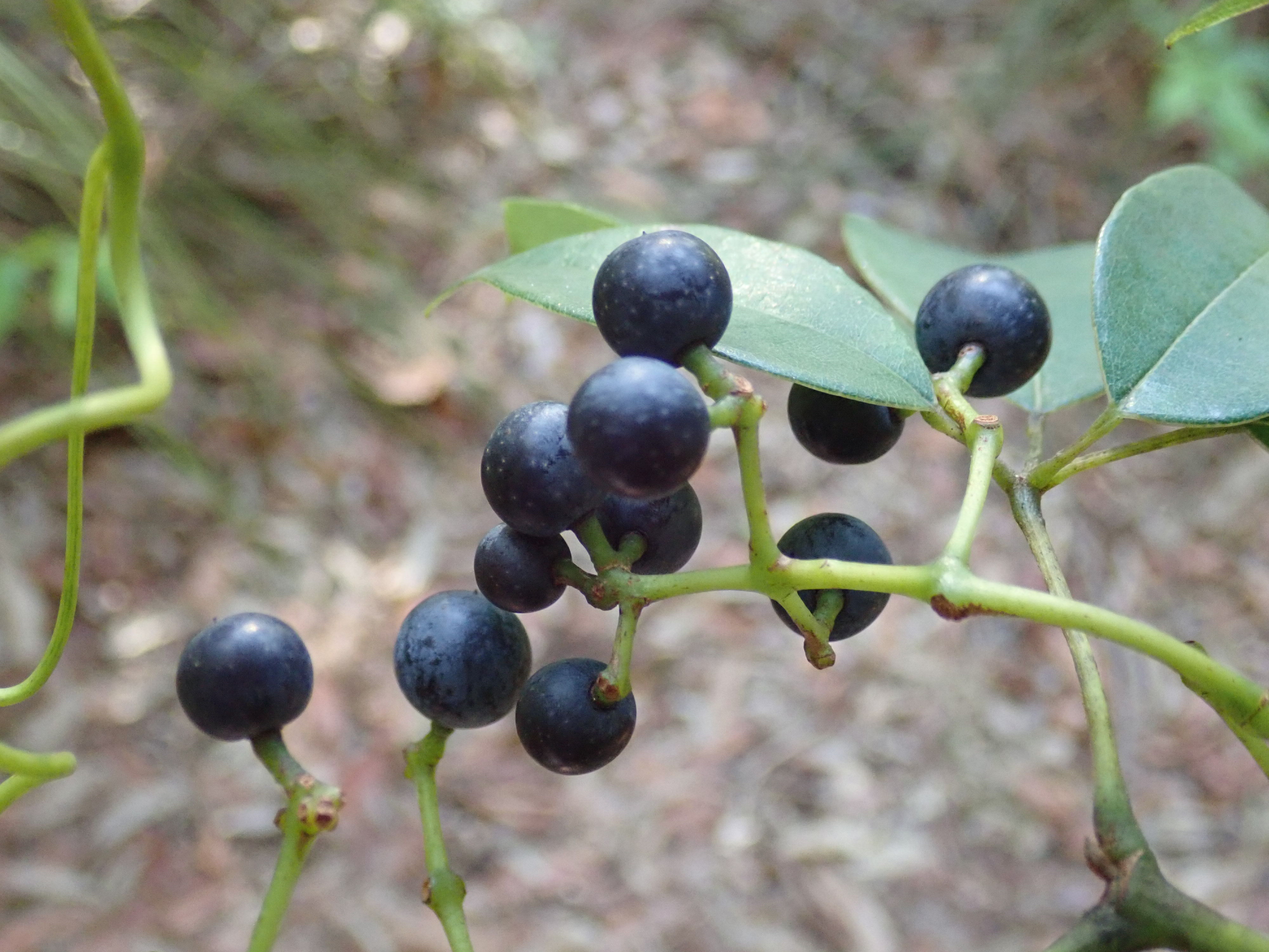Water vine - CAT-00128-F-Cissus-hypoglauca.jpg