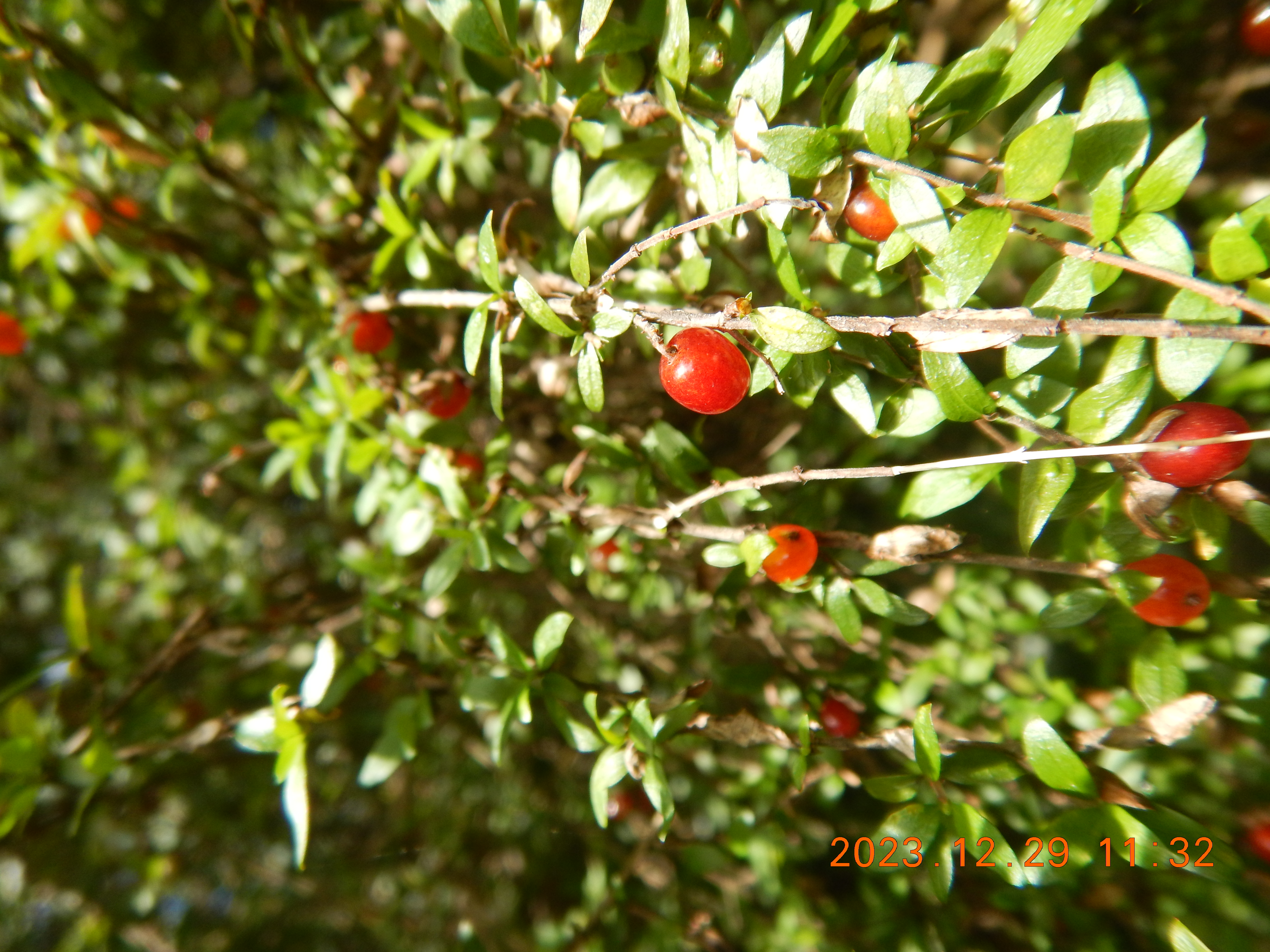 Native currant - CAT-00132-B-Coprosma-quadrifida.jpg