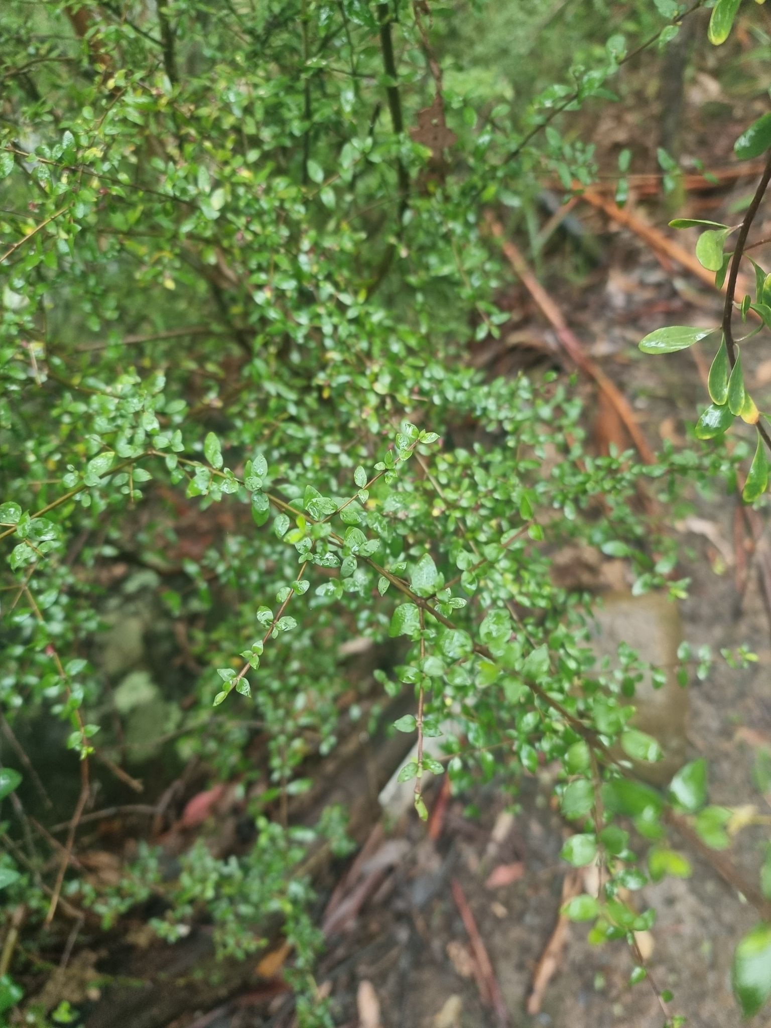 Native currant main photo