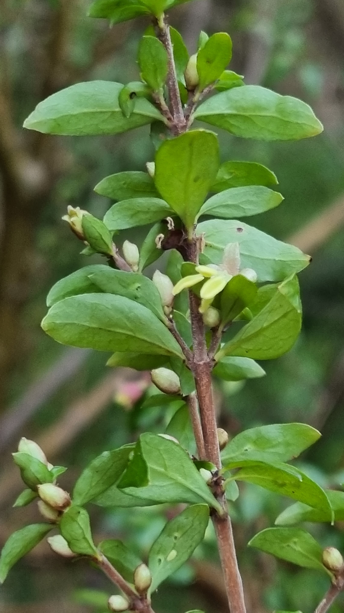 Native currant - CAT-00132-Coprosma-quadrifida-06.jpg