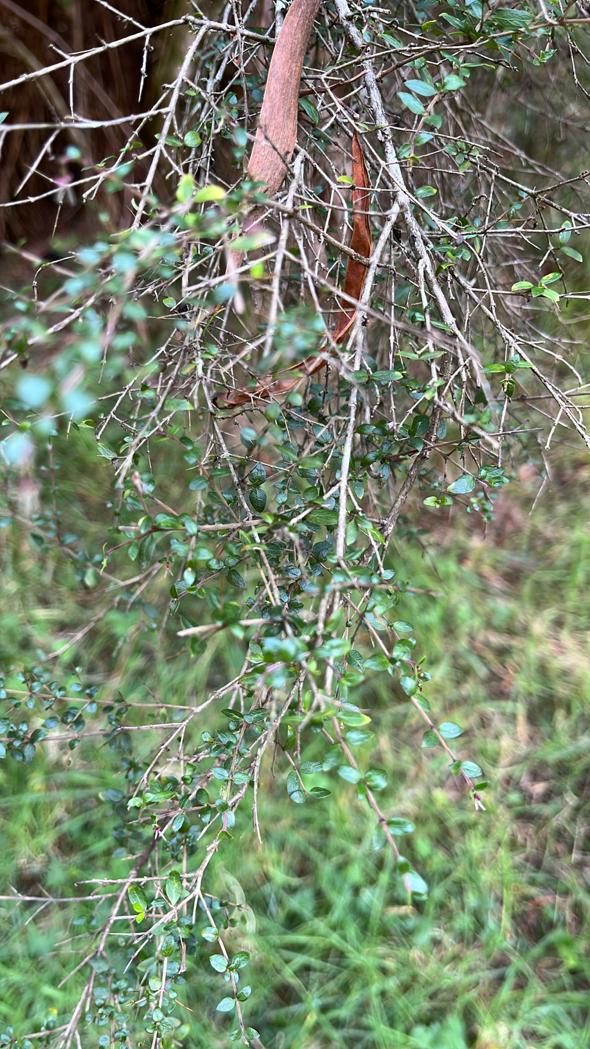 Native currant - CAT-00132-Coprosma-quadrifida-07.jpg