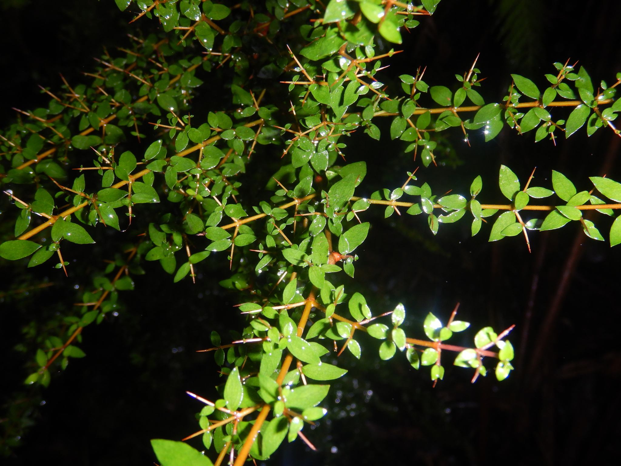 Native currant - CAT-00132-Coprosma-quadrifida-08.jpg