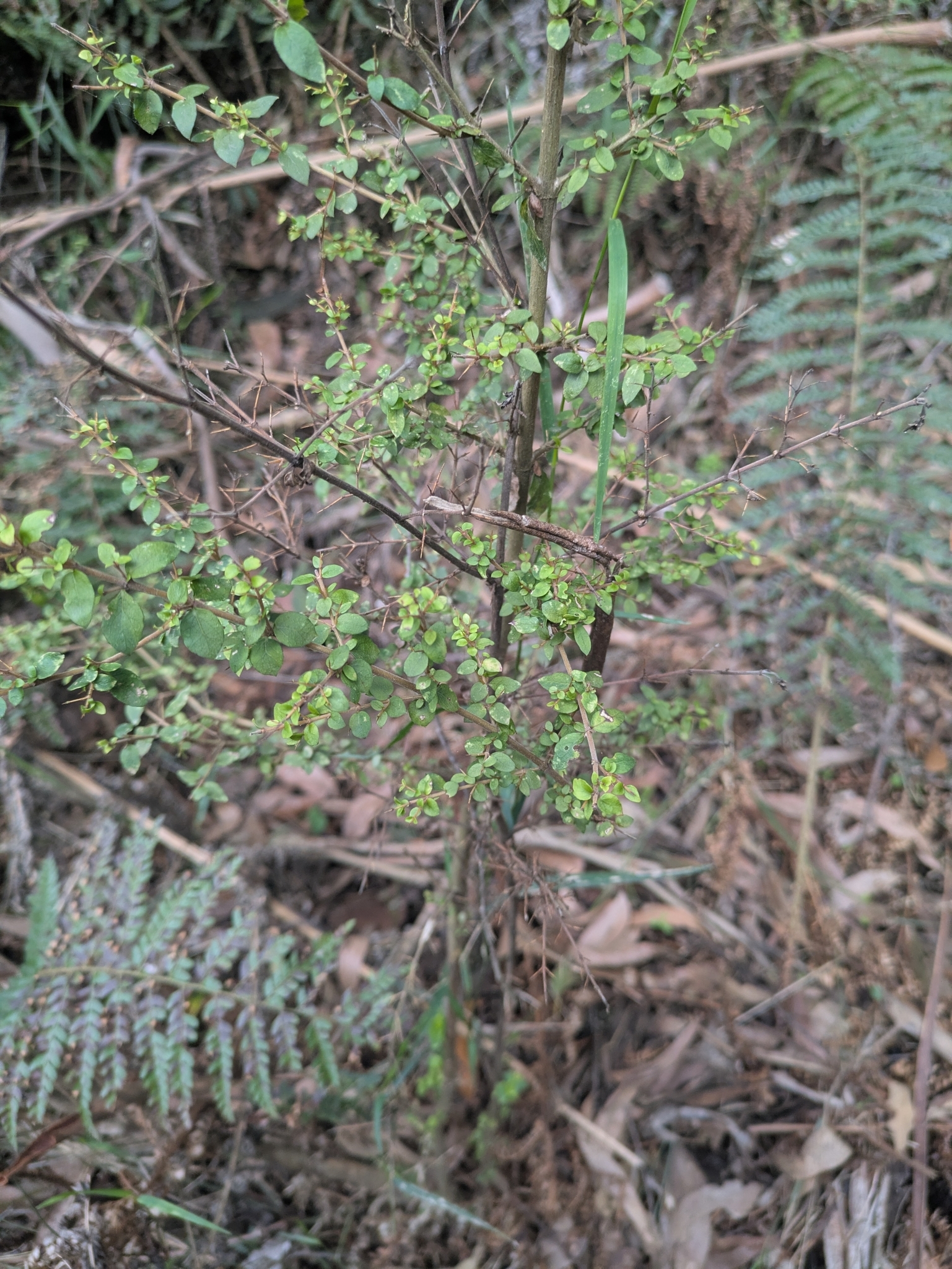 Native currant - CAT-00132-Coprosma-quadrifida-09.jpg