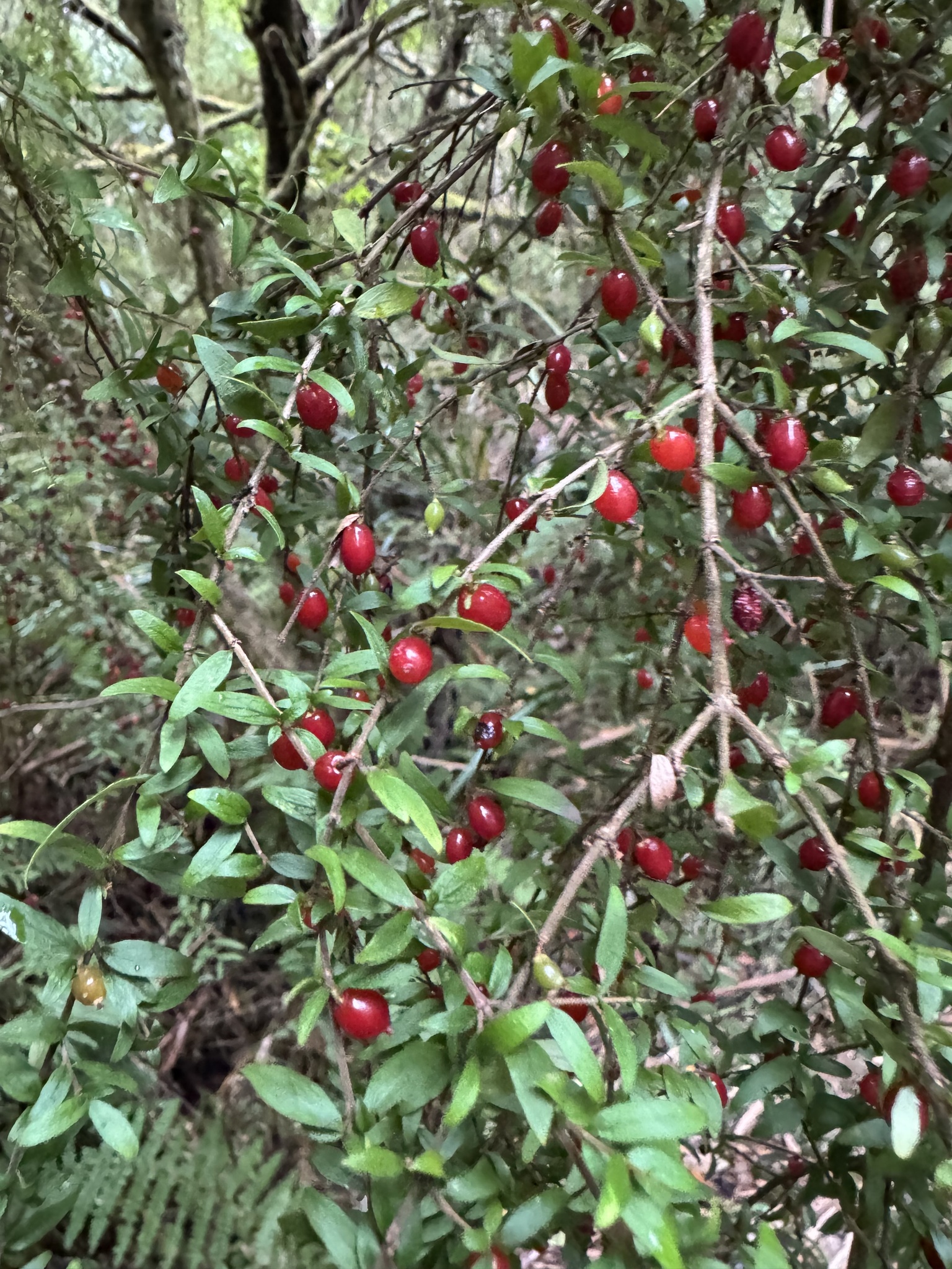 Native currant - CAT-00132-Coprosma-quadrifida-10.jpg