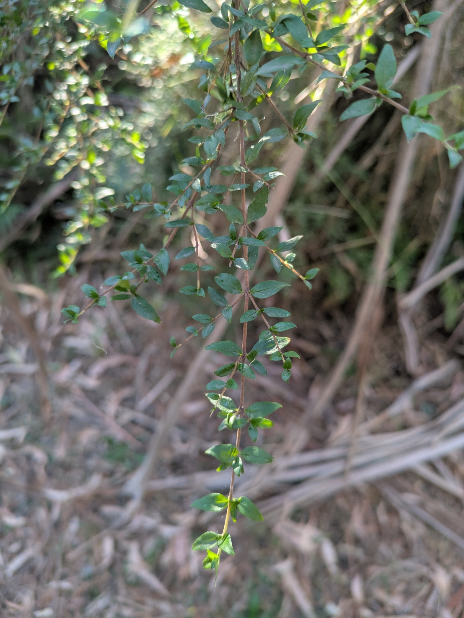 Native currant - CAT-00132-Coprosma-quadrifida-11.jpg