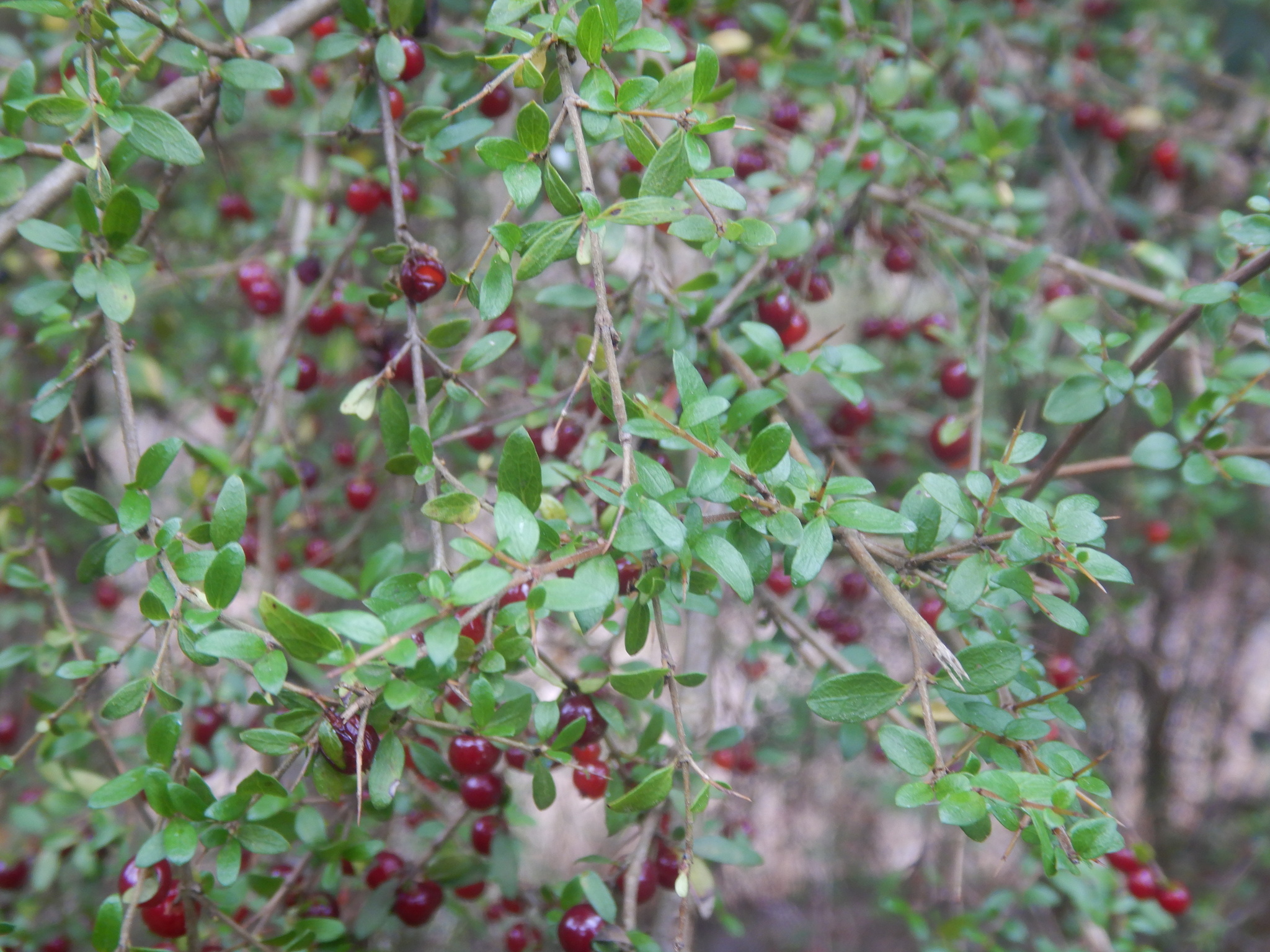 Native currant - CAT-00132-Coprosma-quadrifida-12.jpg