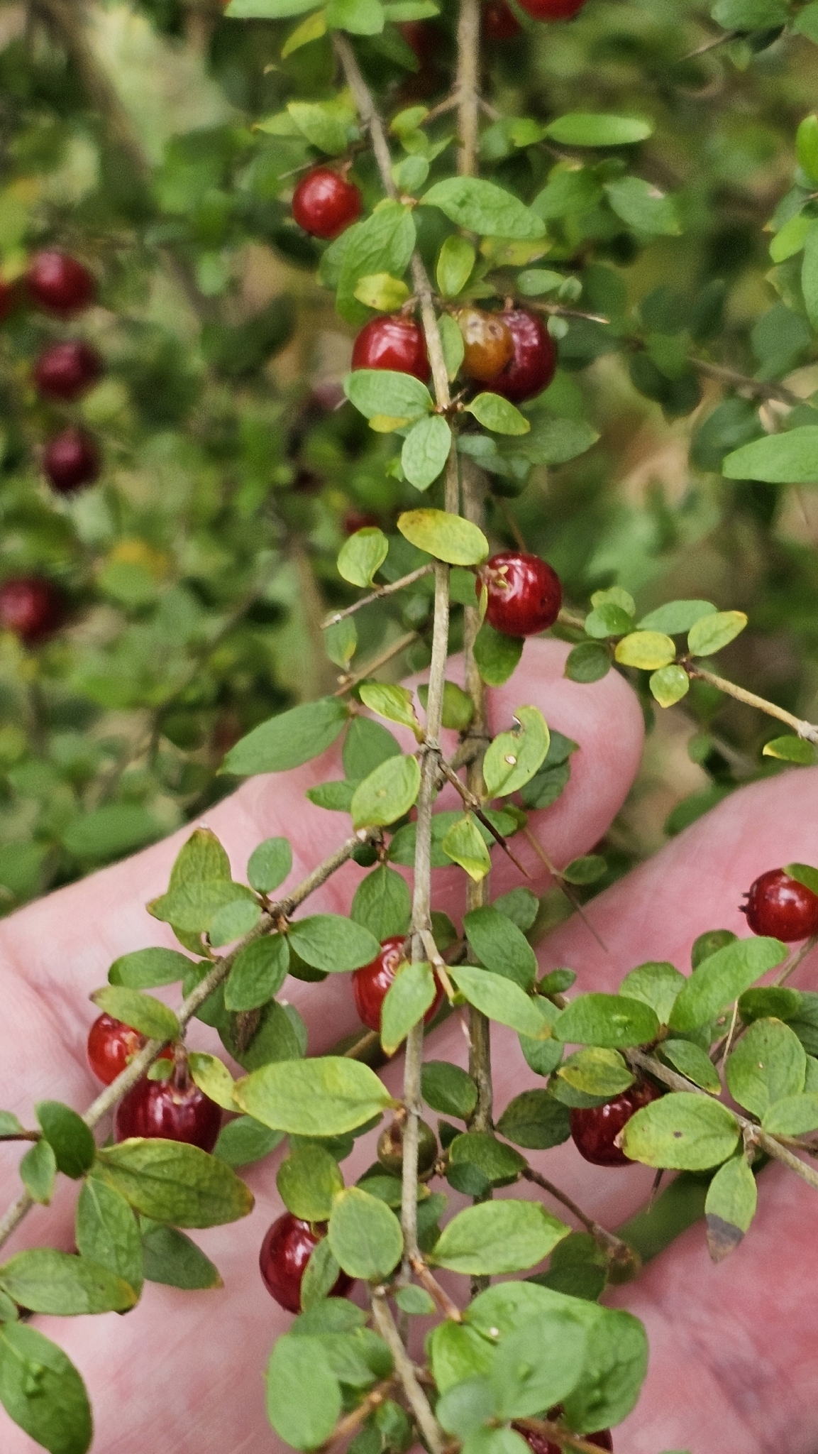 Native currant - CAT-00132-F.jpg