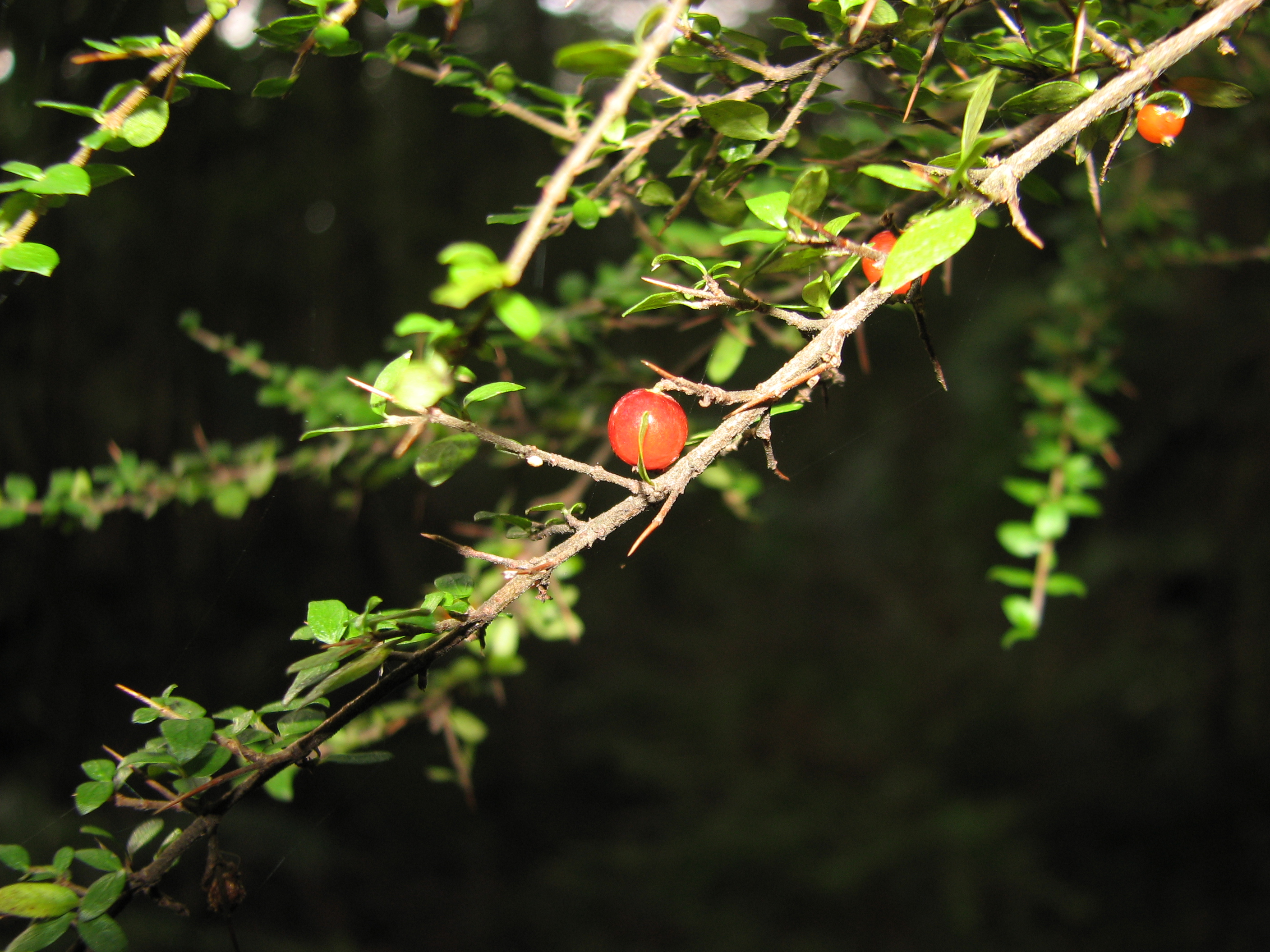 Native currant - CAT-00132-candidate-c20c93ccc9a90.jpg