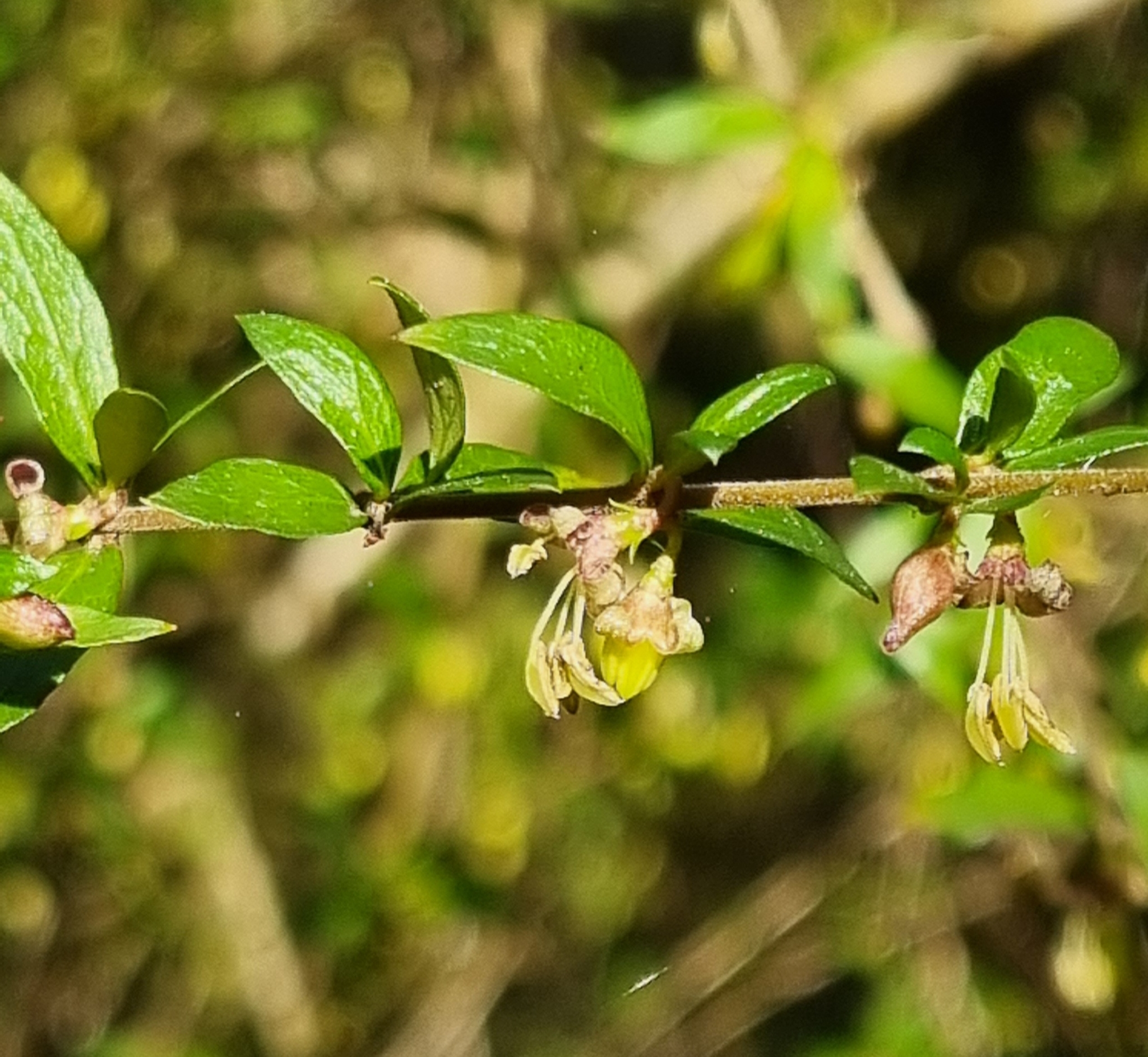 Native currant - CAT-00132-candidate-c69d7863e78aa.jpg