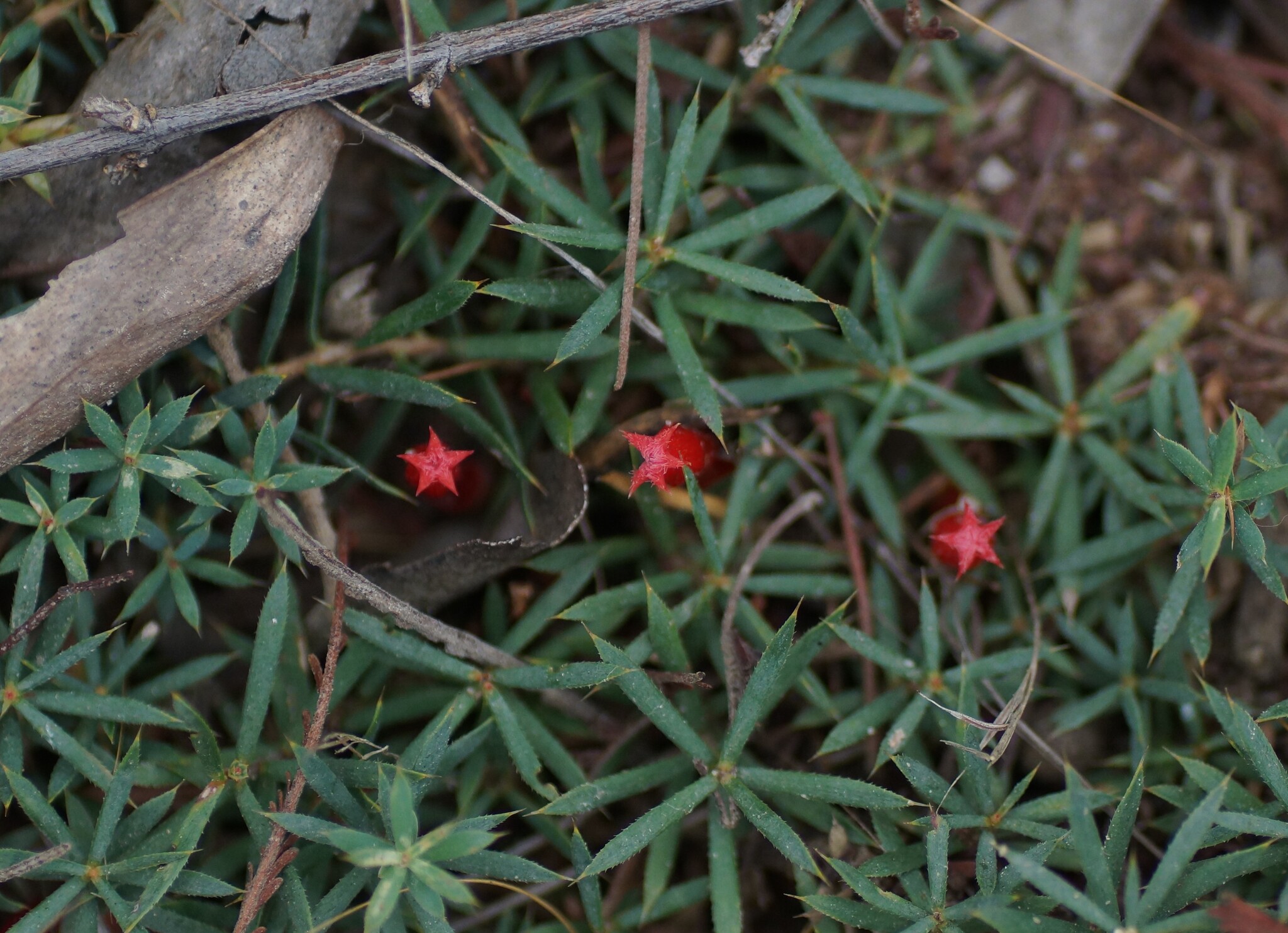 Native cranberry main photo
