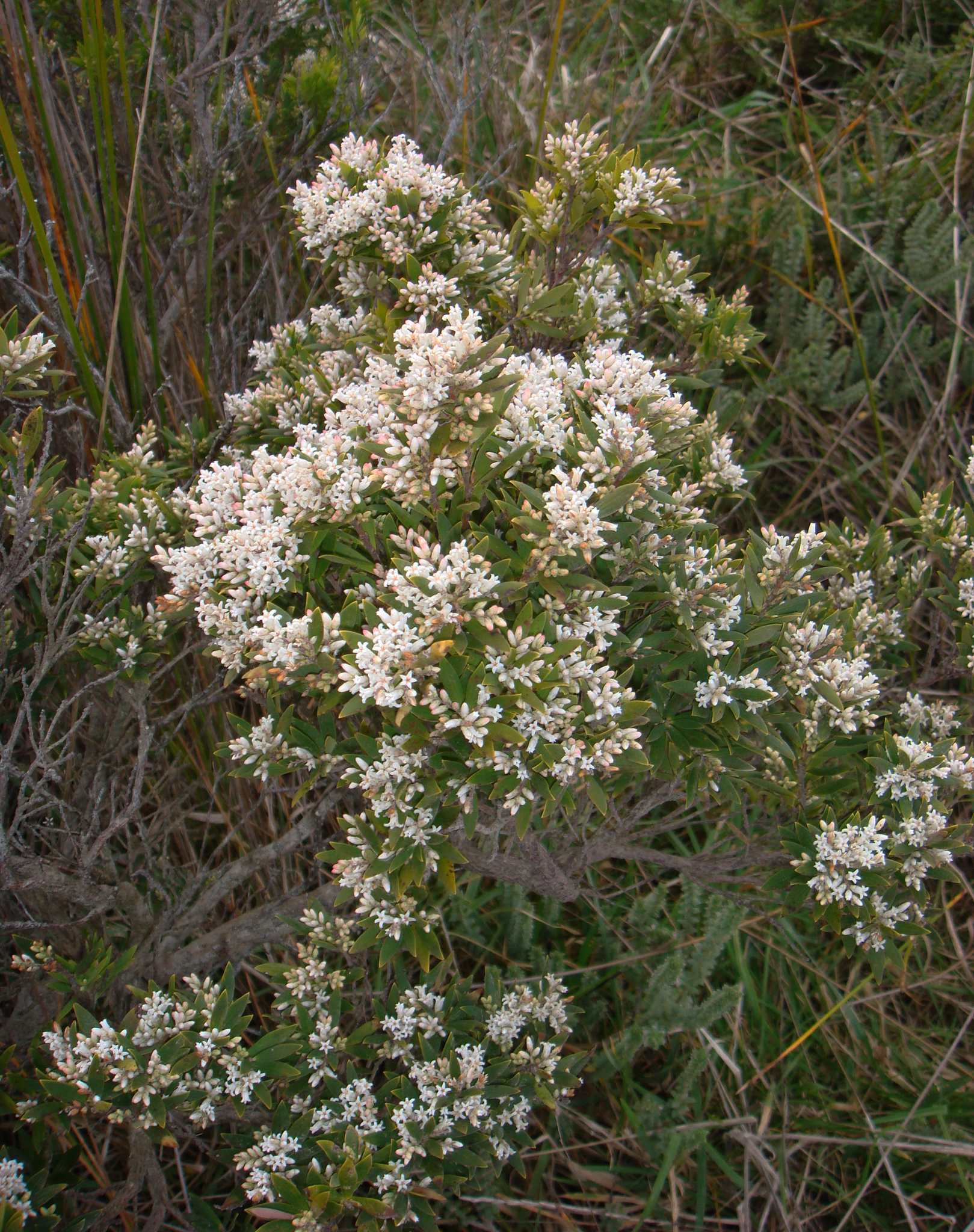 Coast beard-heath main photo