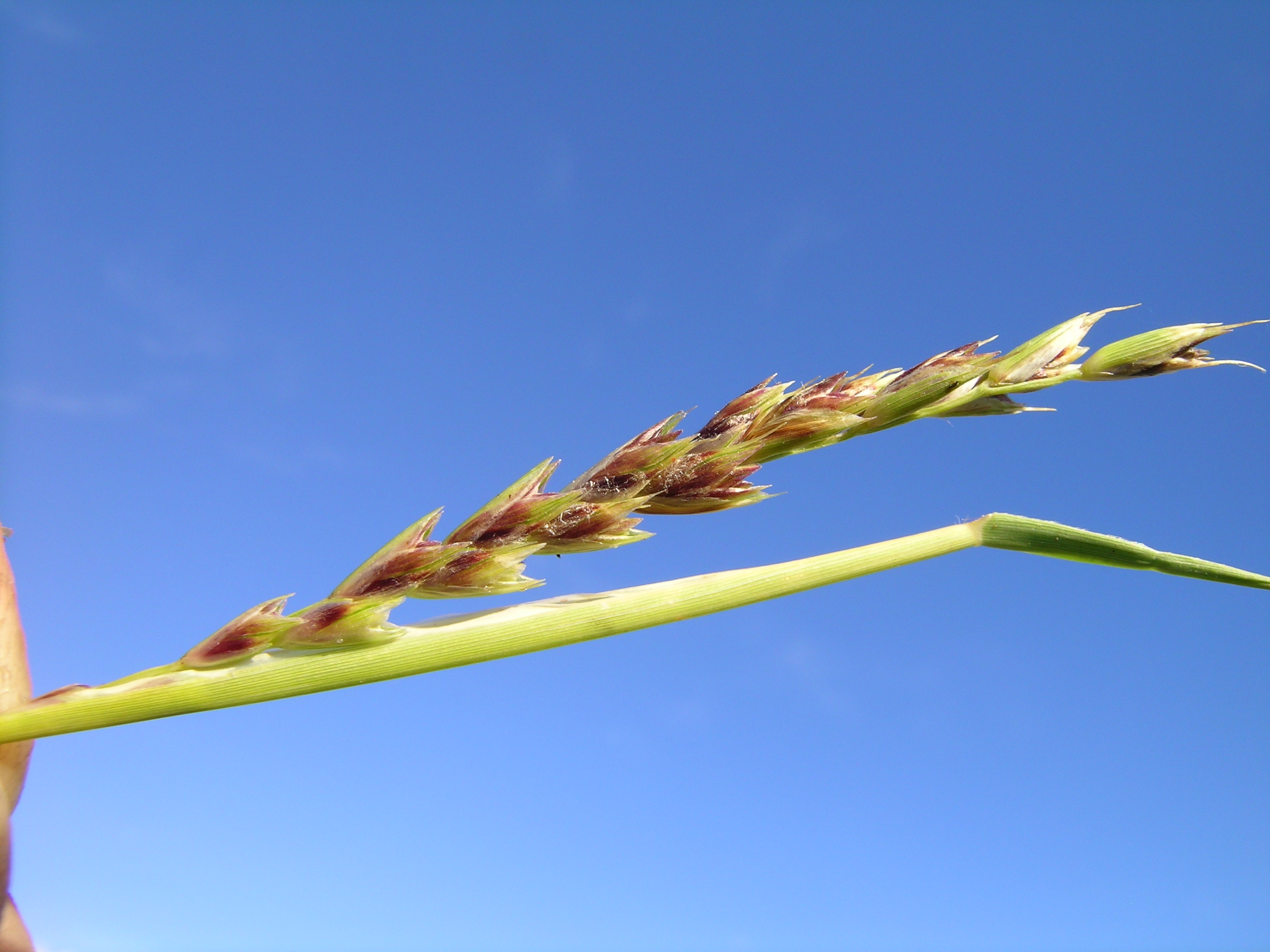 Curly Mitchell grass main photo