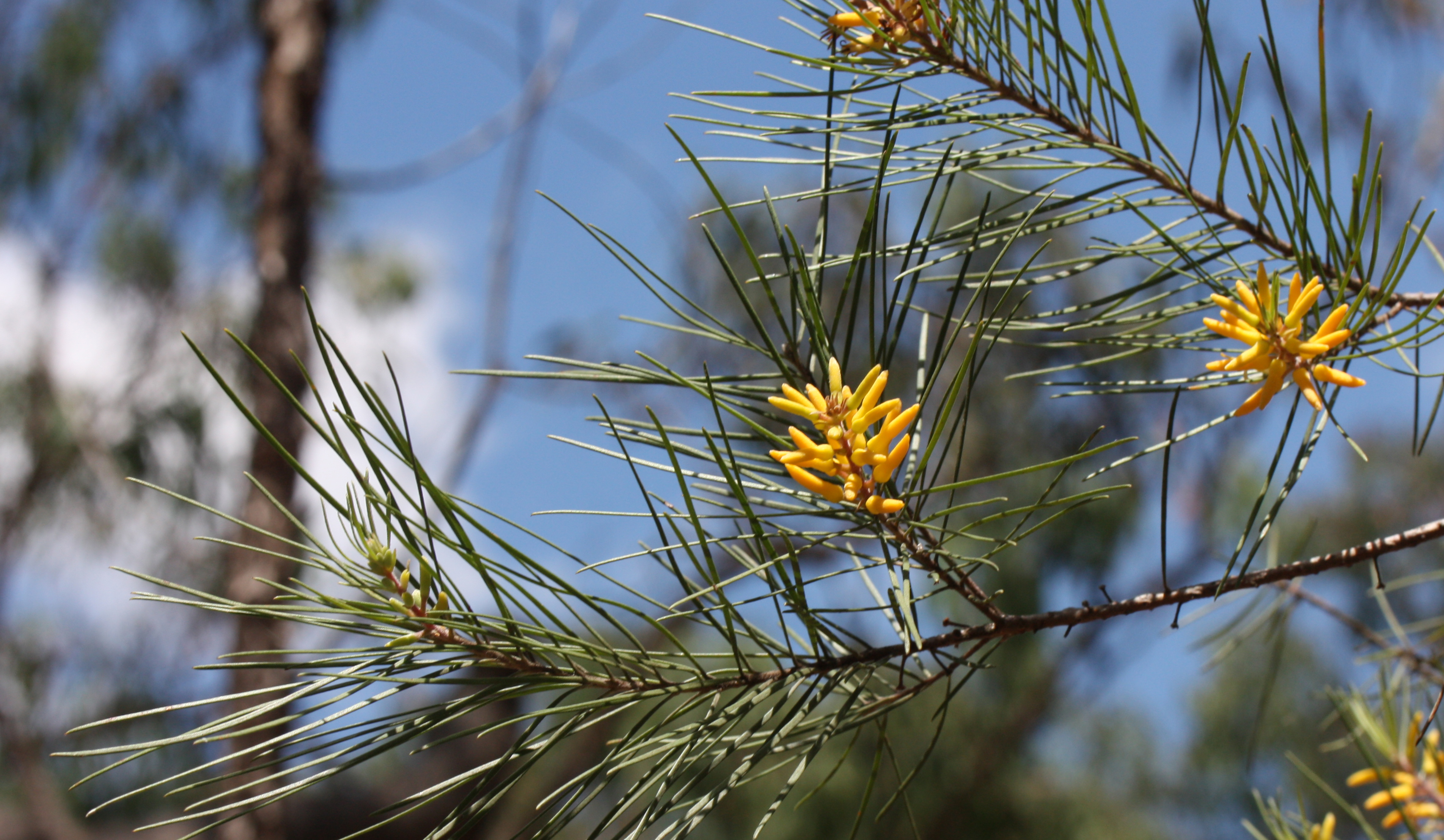 Prickly geebung main photo