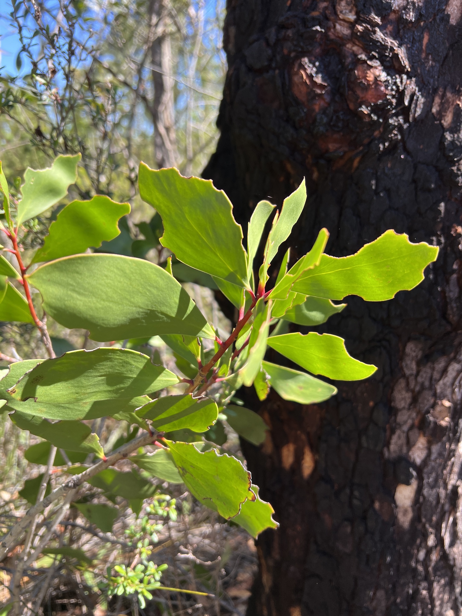Broad-leaved geebung - CAT-00138-B-Persoonia-levis.jpg