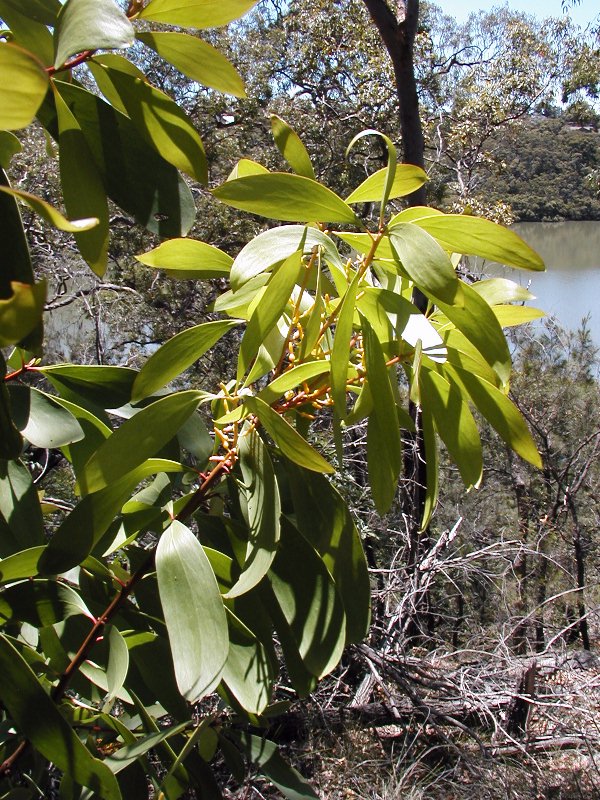 Broad-leaved geebung - CAT-00138-C-Persoonia-levis.jpg