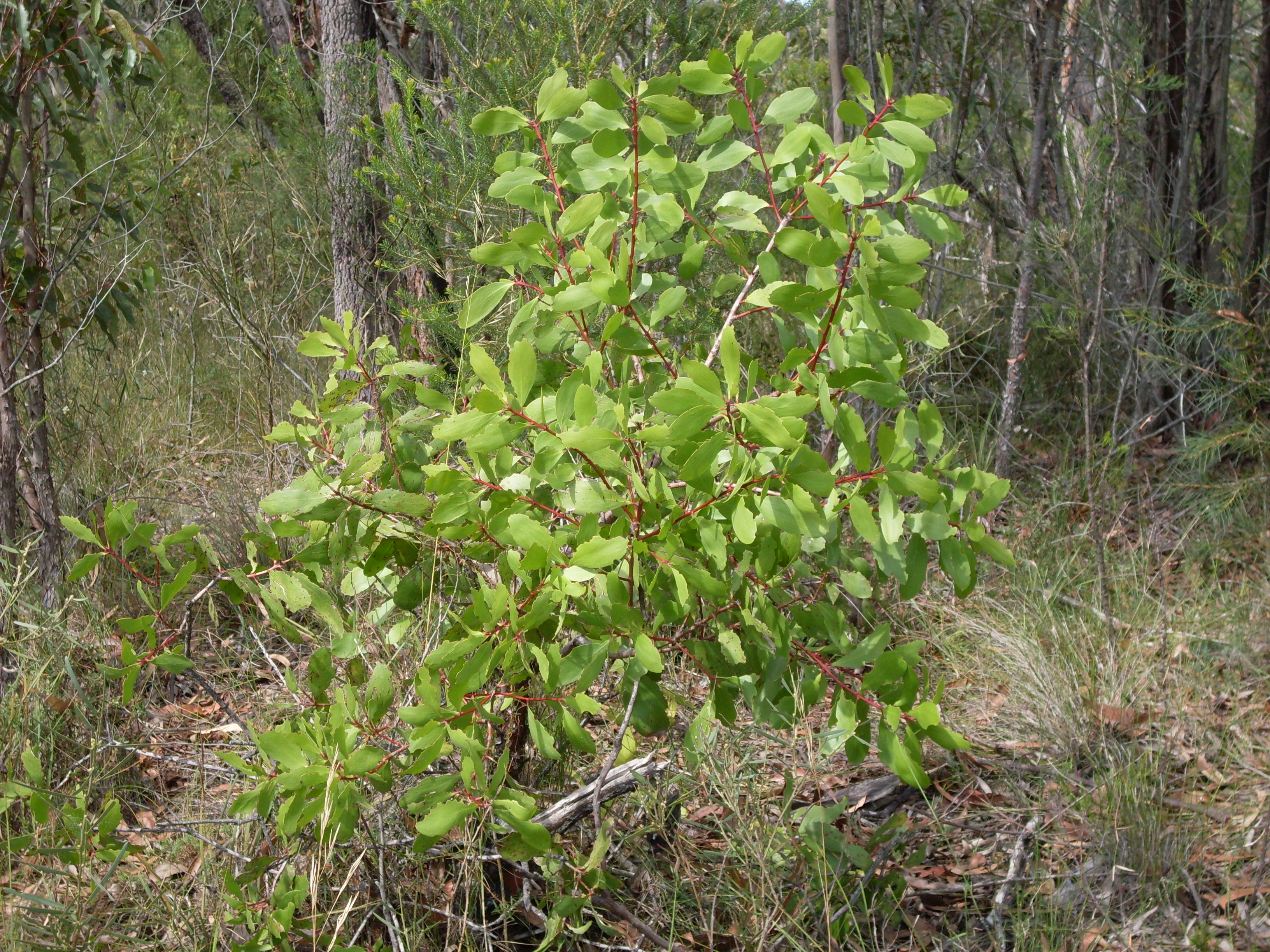Broad-leaved geebung - CAT-00138-F-Persoonia-levis.jpg