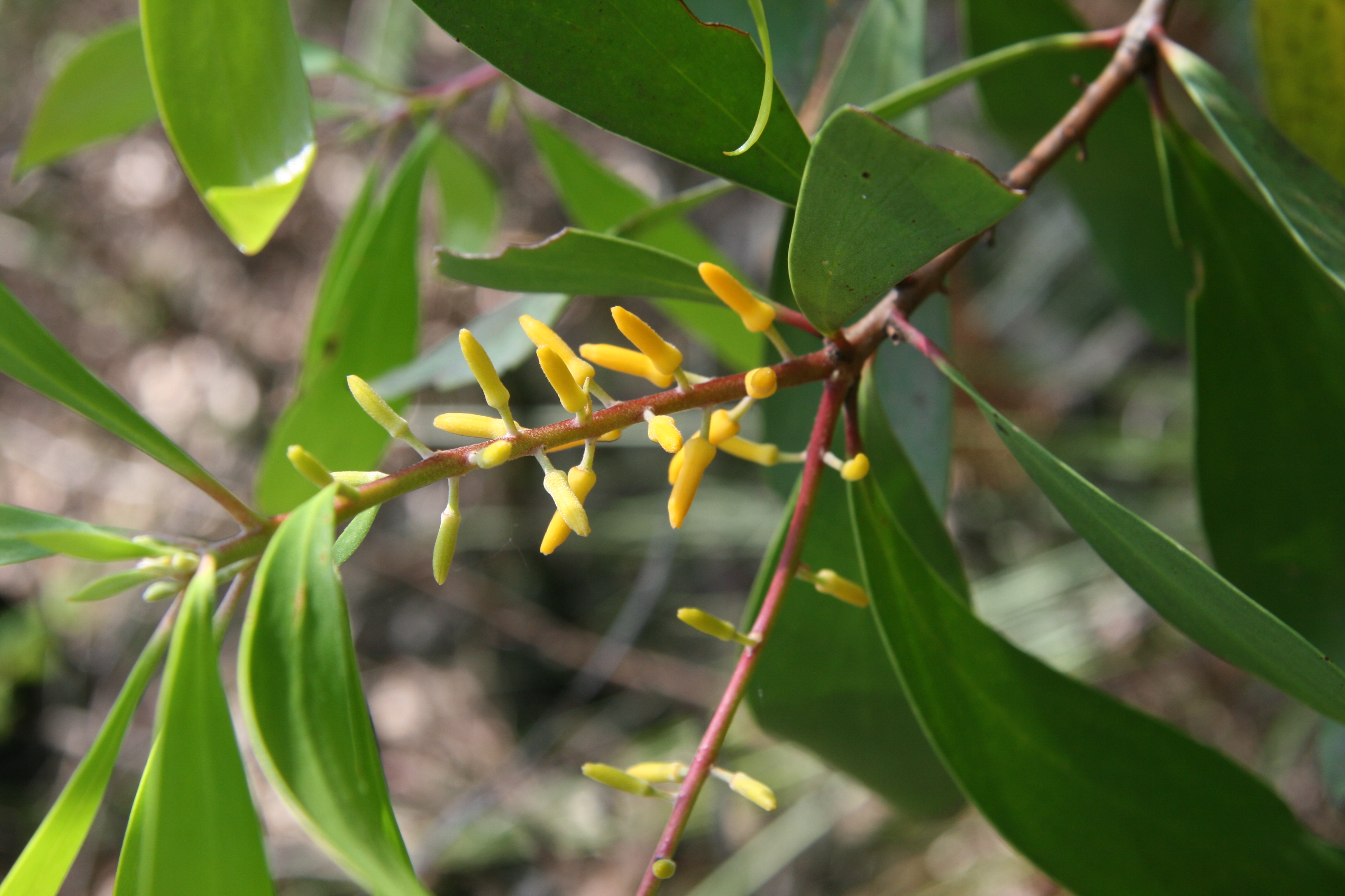 Broad-leaved geebung - CAT-00138-Persoonia-levis-05.jpg