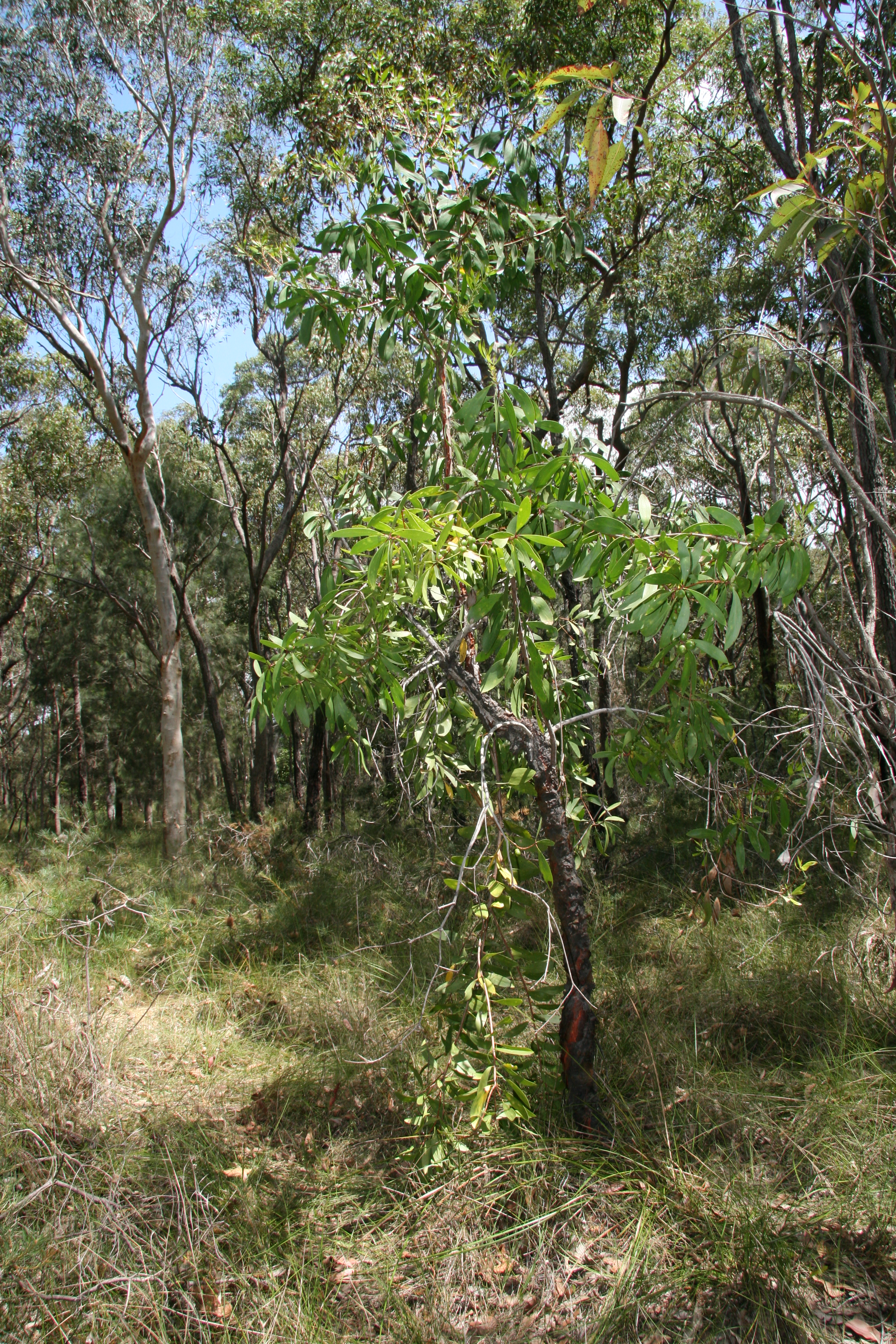 Broad-leaved geebung - CAT-00138-Persoonia-levis-06.jpg