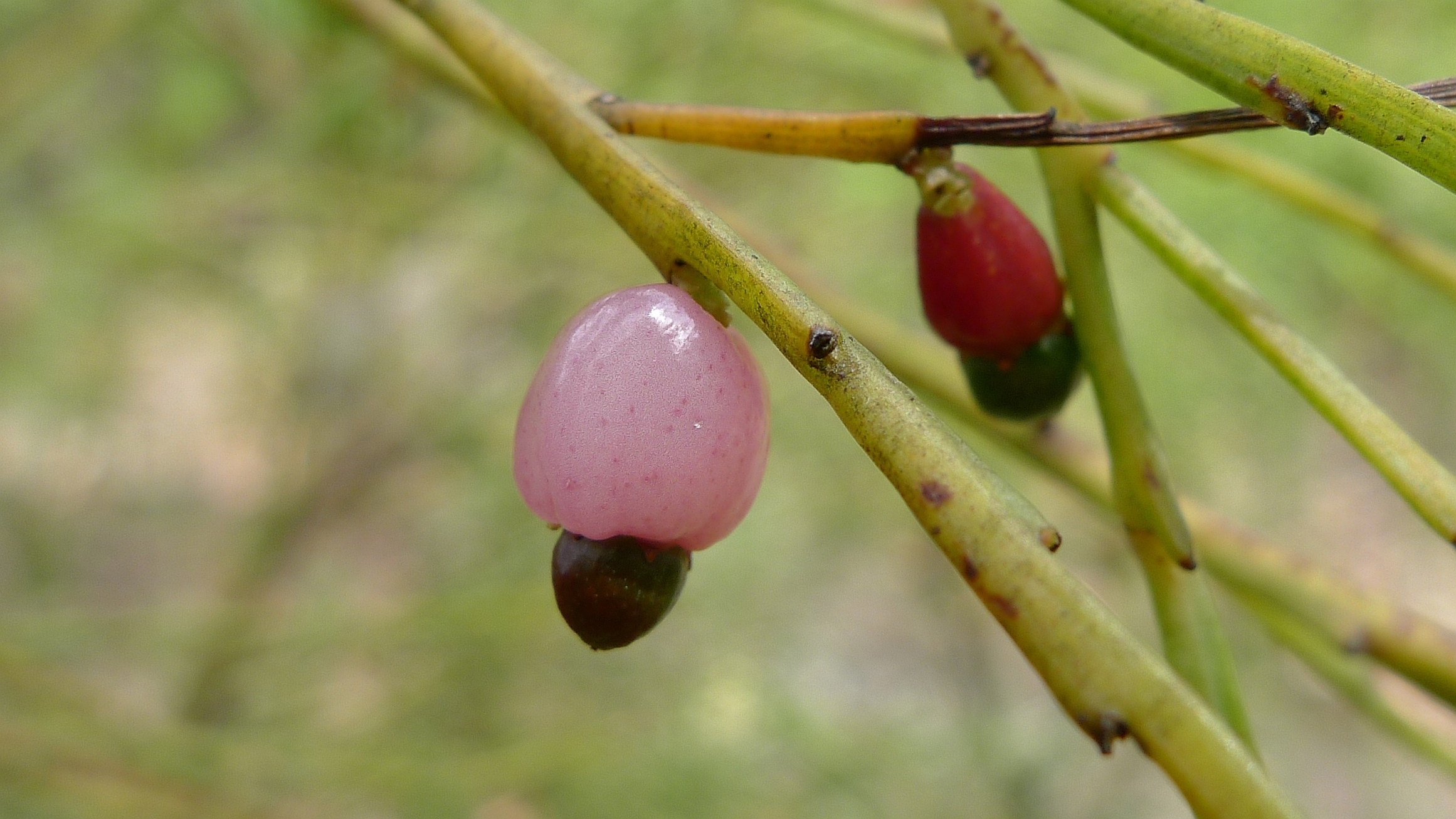 Native cherry main photo