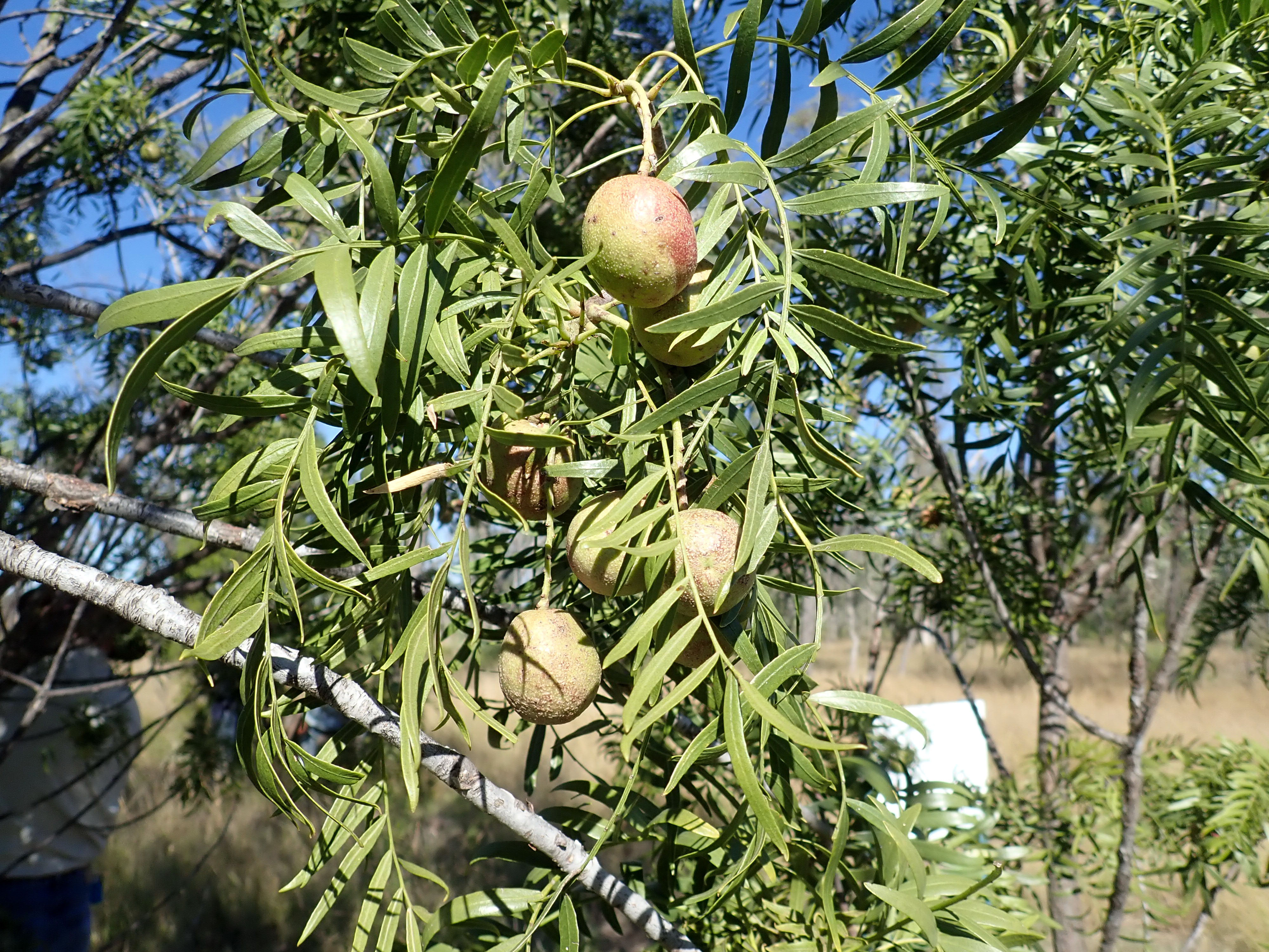 Emu apple main photo