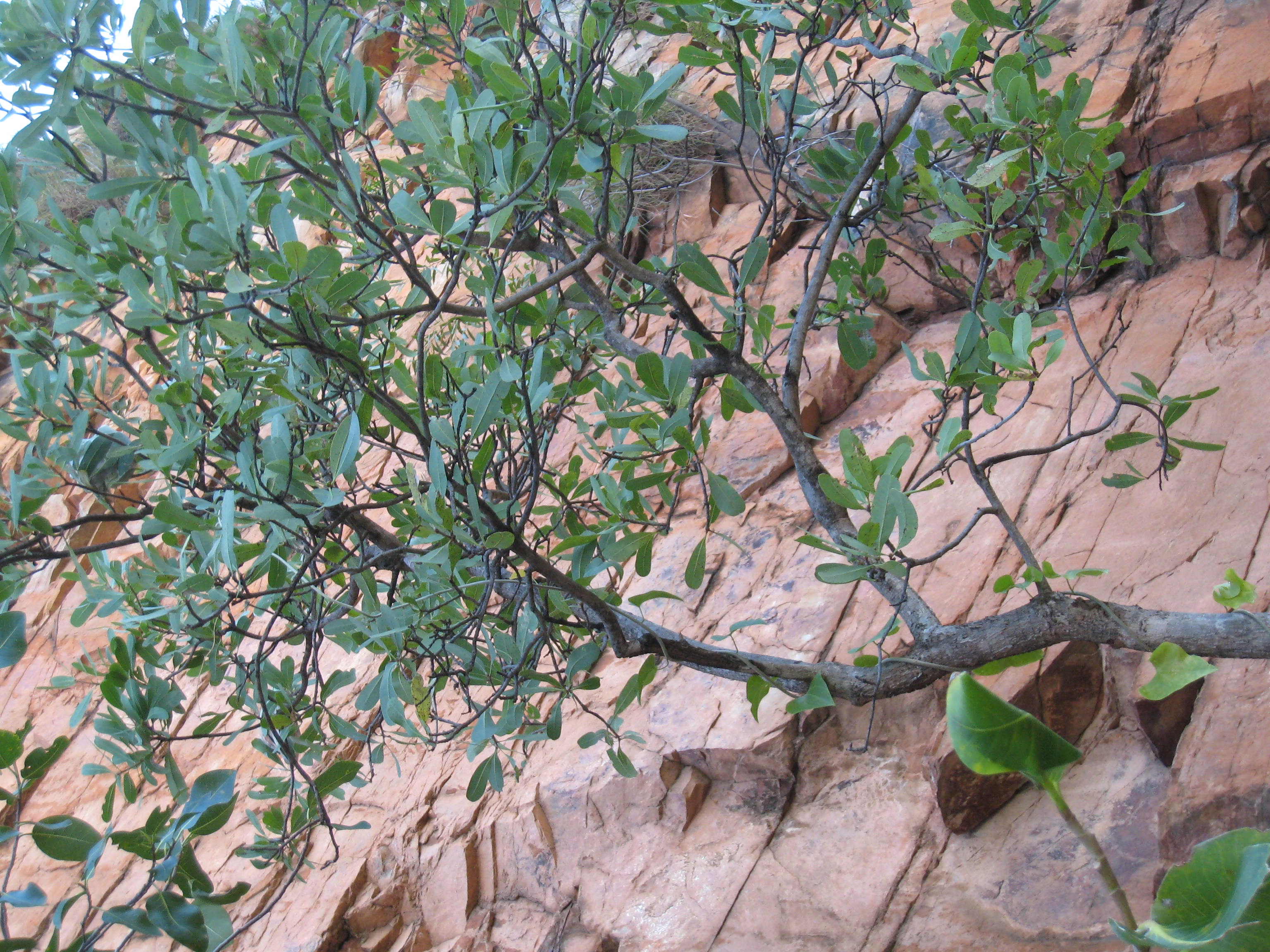 Green plum main photo