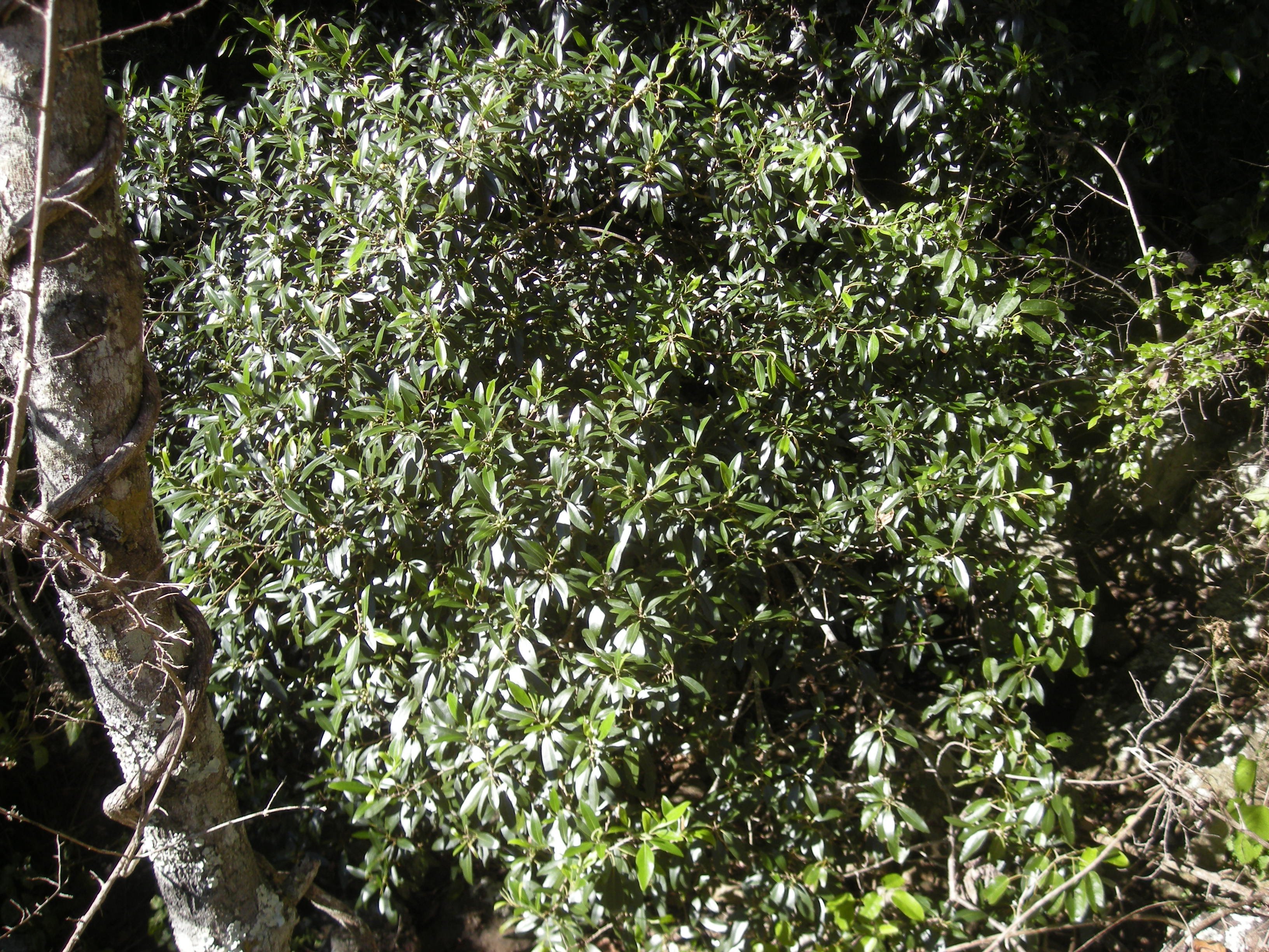 Rock fig main photo